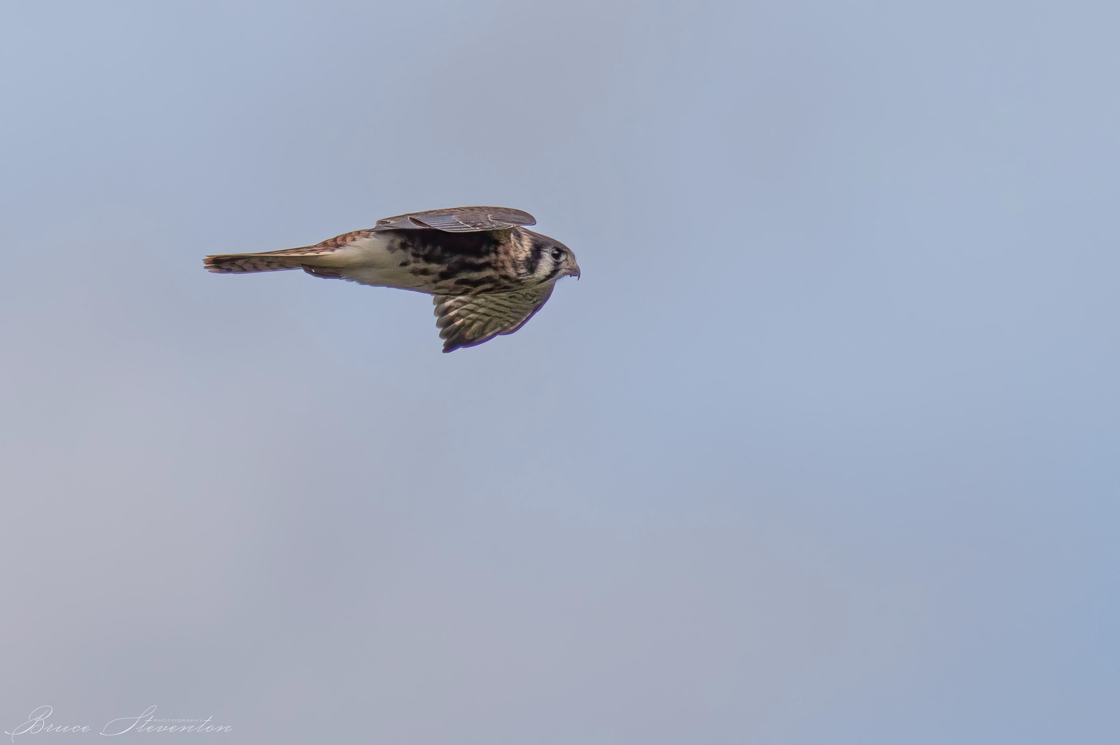 American Kestrel
