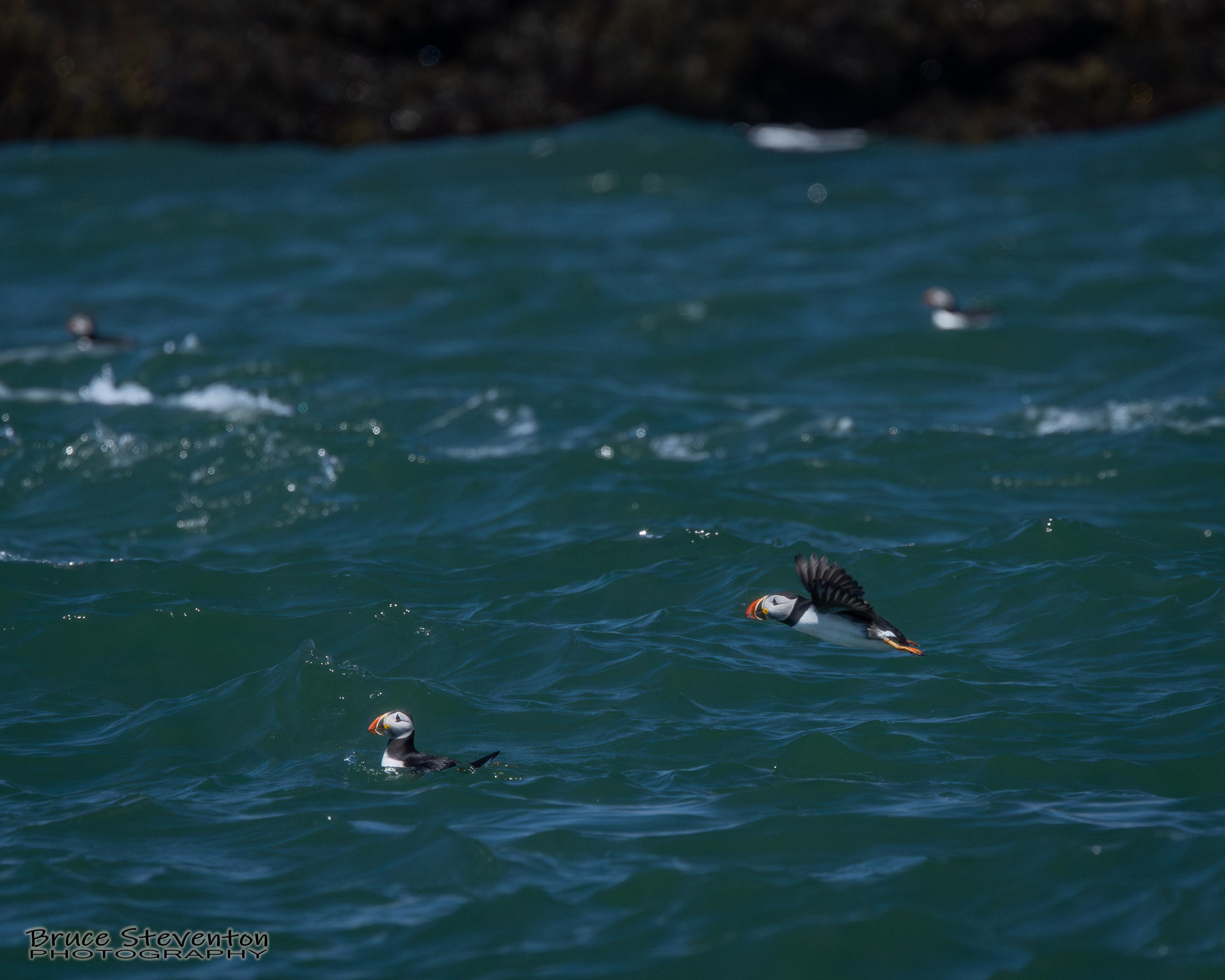 Atlantic Puffin
