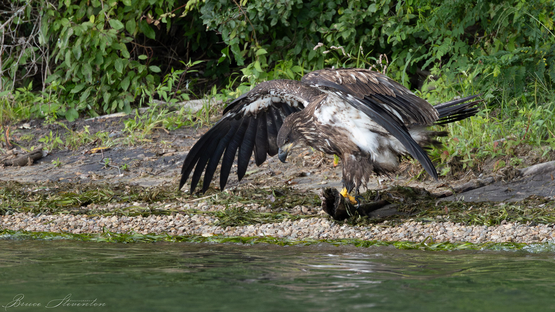 Bald Eagle, Immature