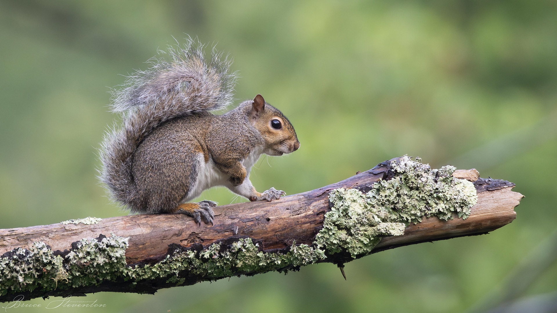 Gray Squirrel - Bartlett Mt