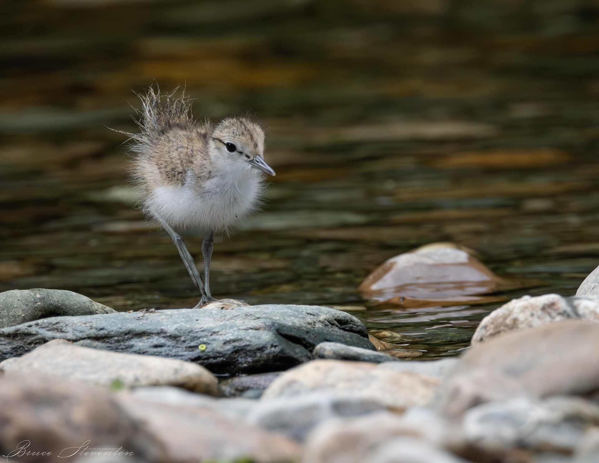 Spotted Sandpiper