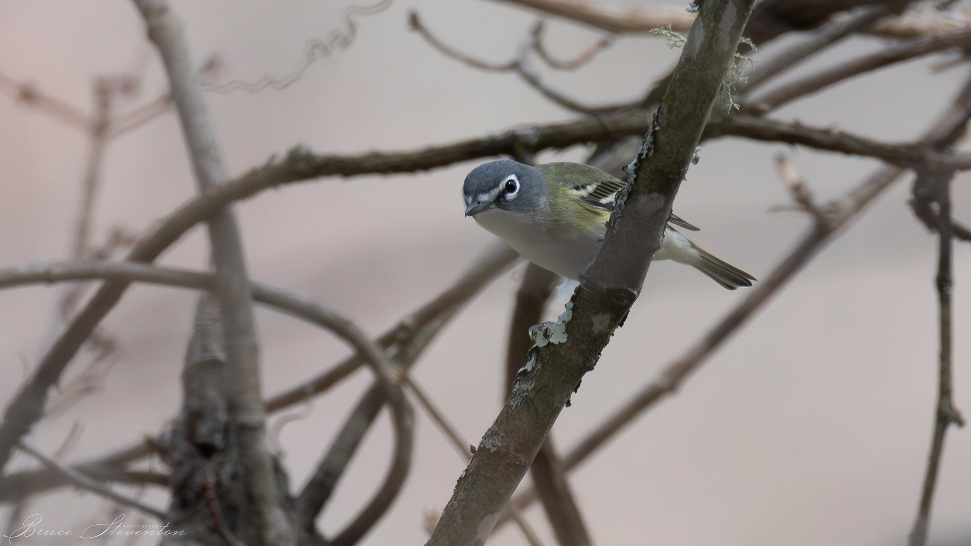 Blue-headed Vireo
