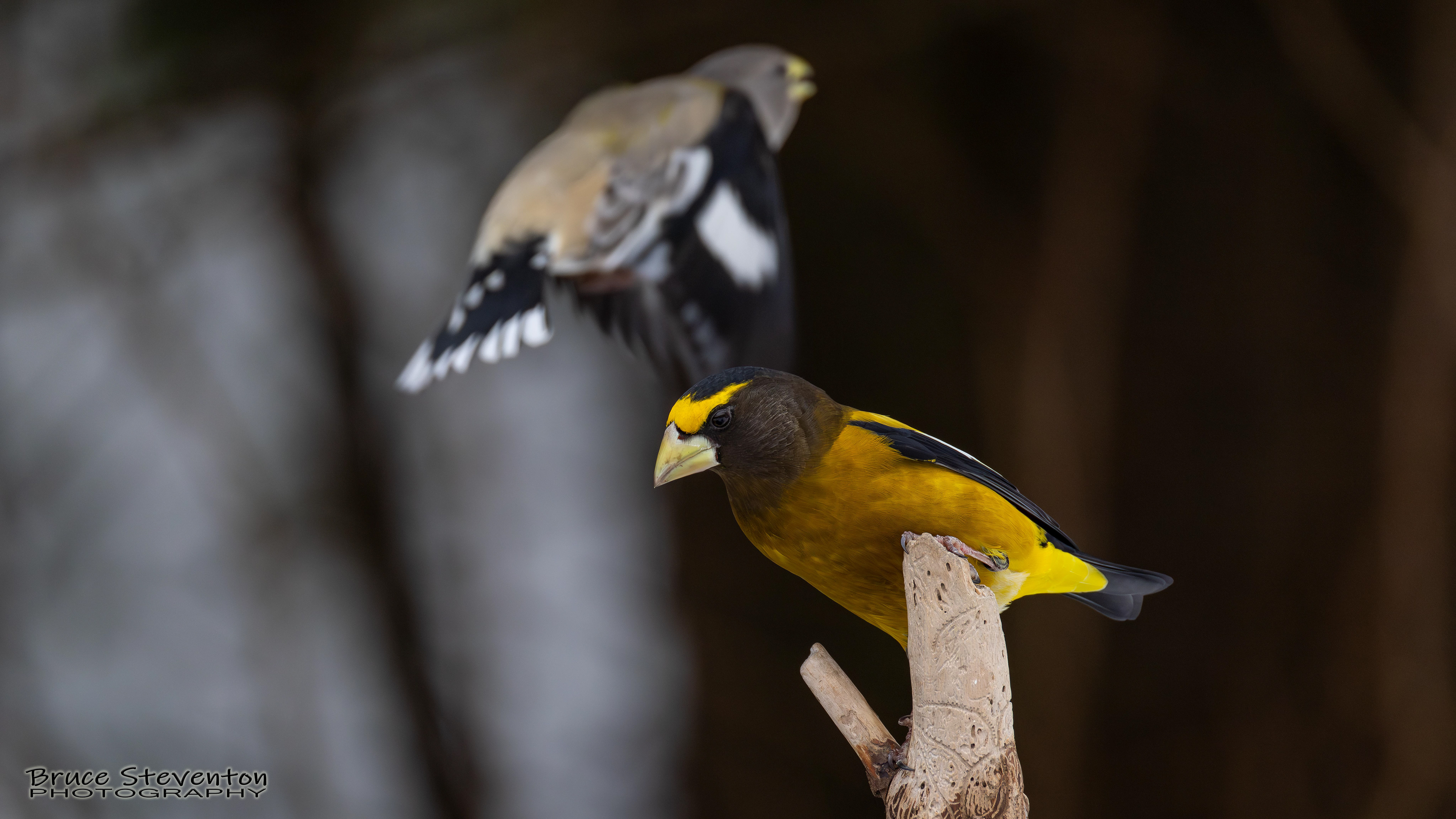 Evening Grosbeak