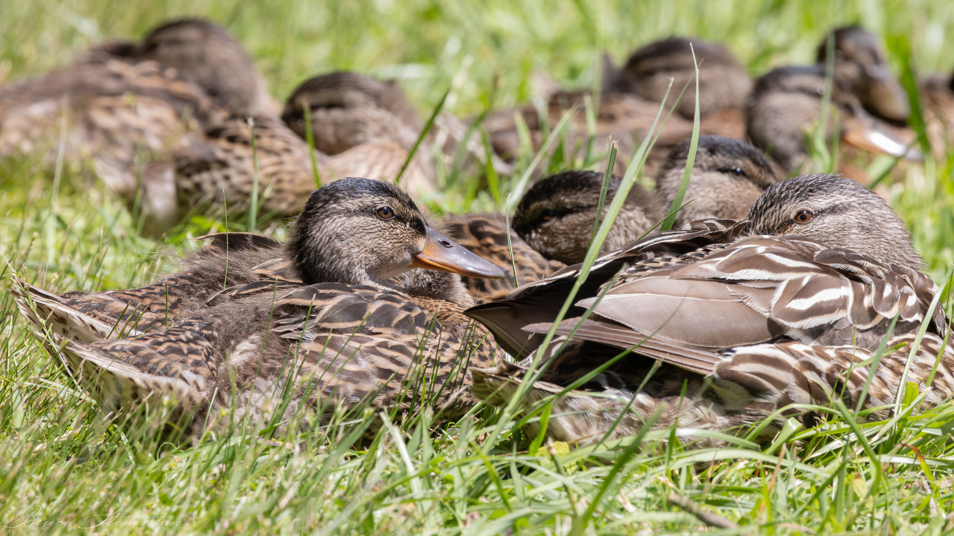 Mallard Duck - Lake Tomahawk