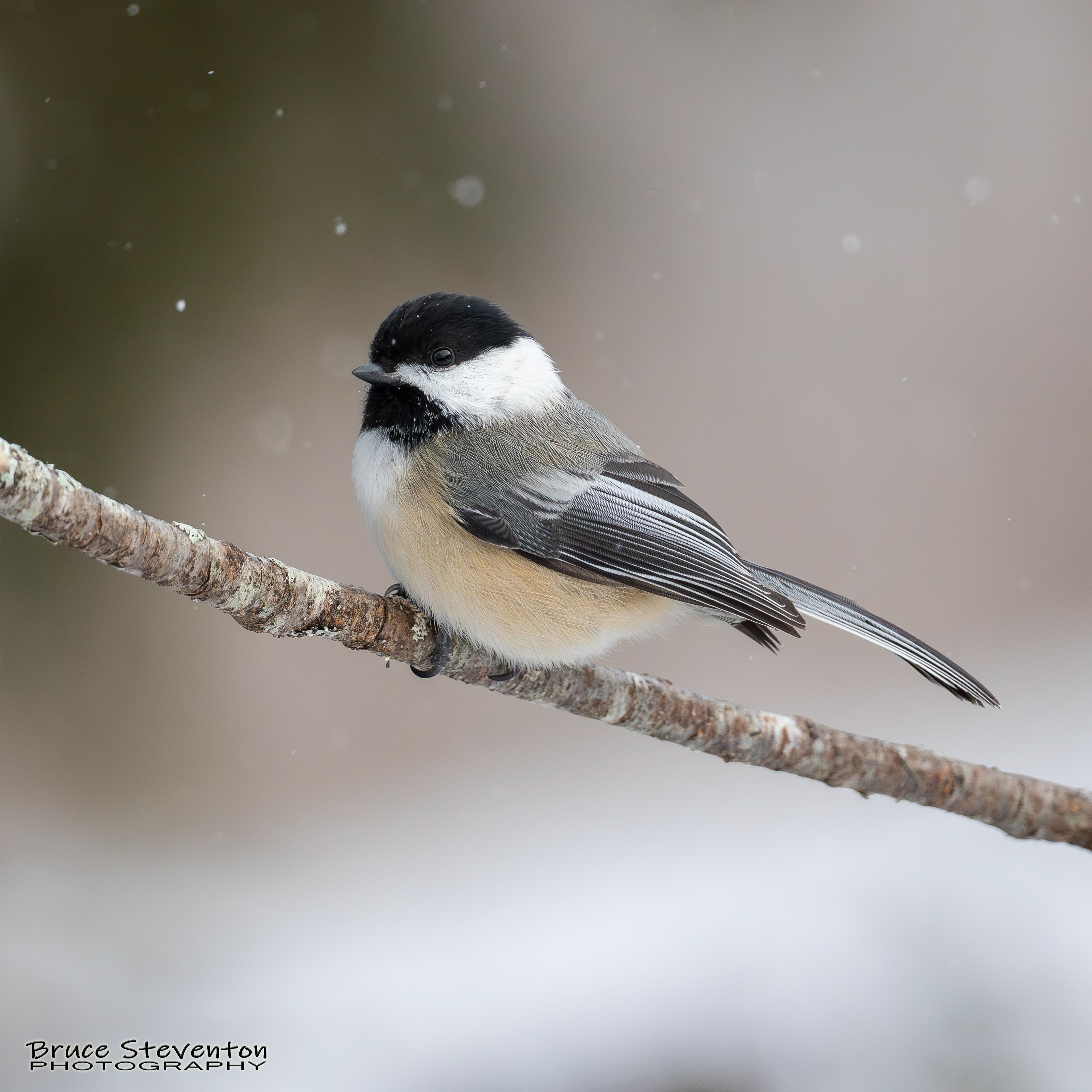 Black-capped Chickadee