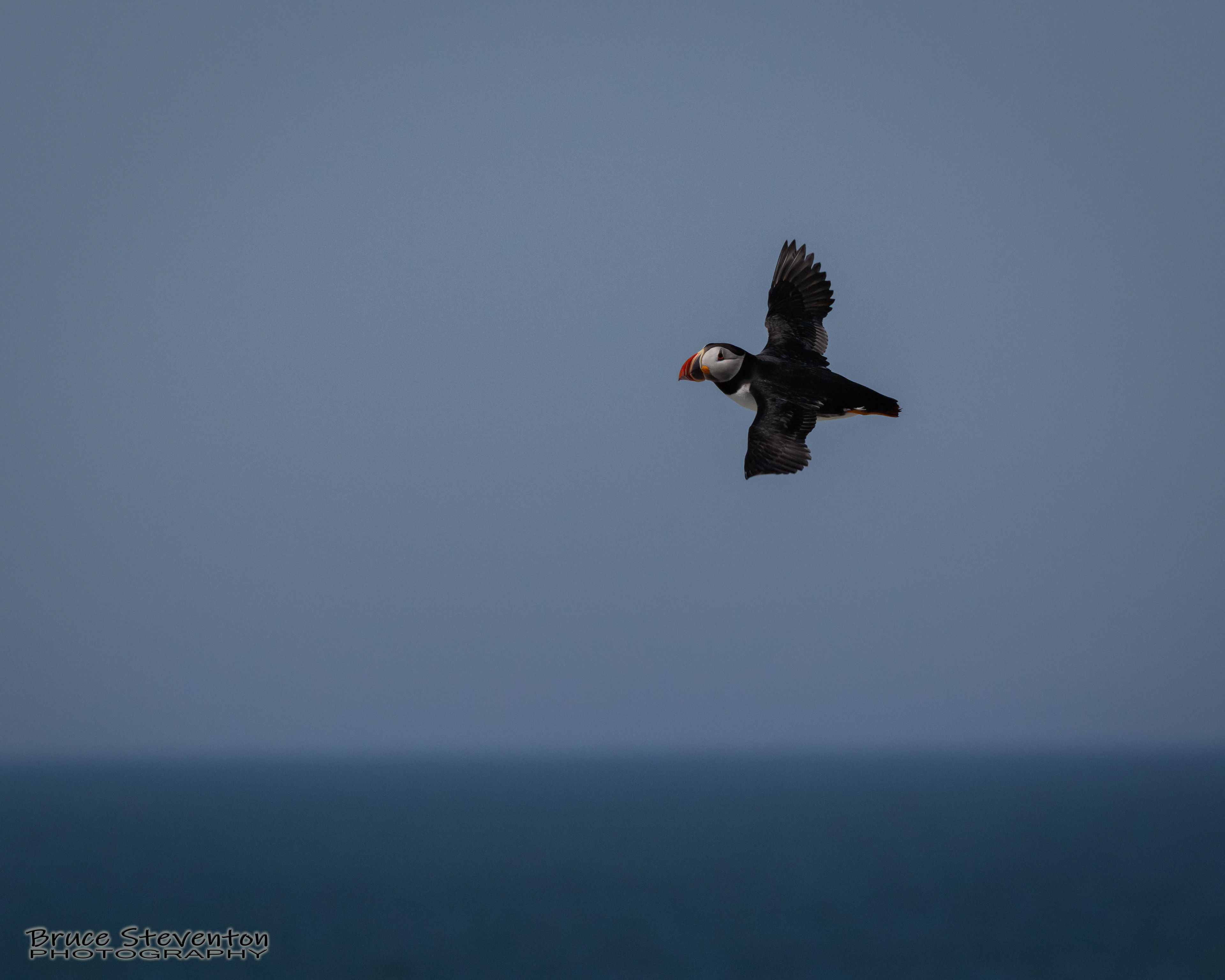 Atlantic Puffin
