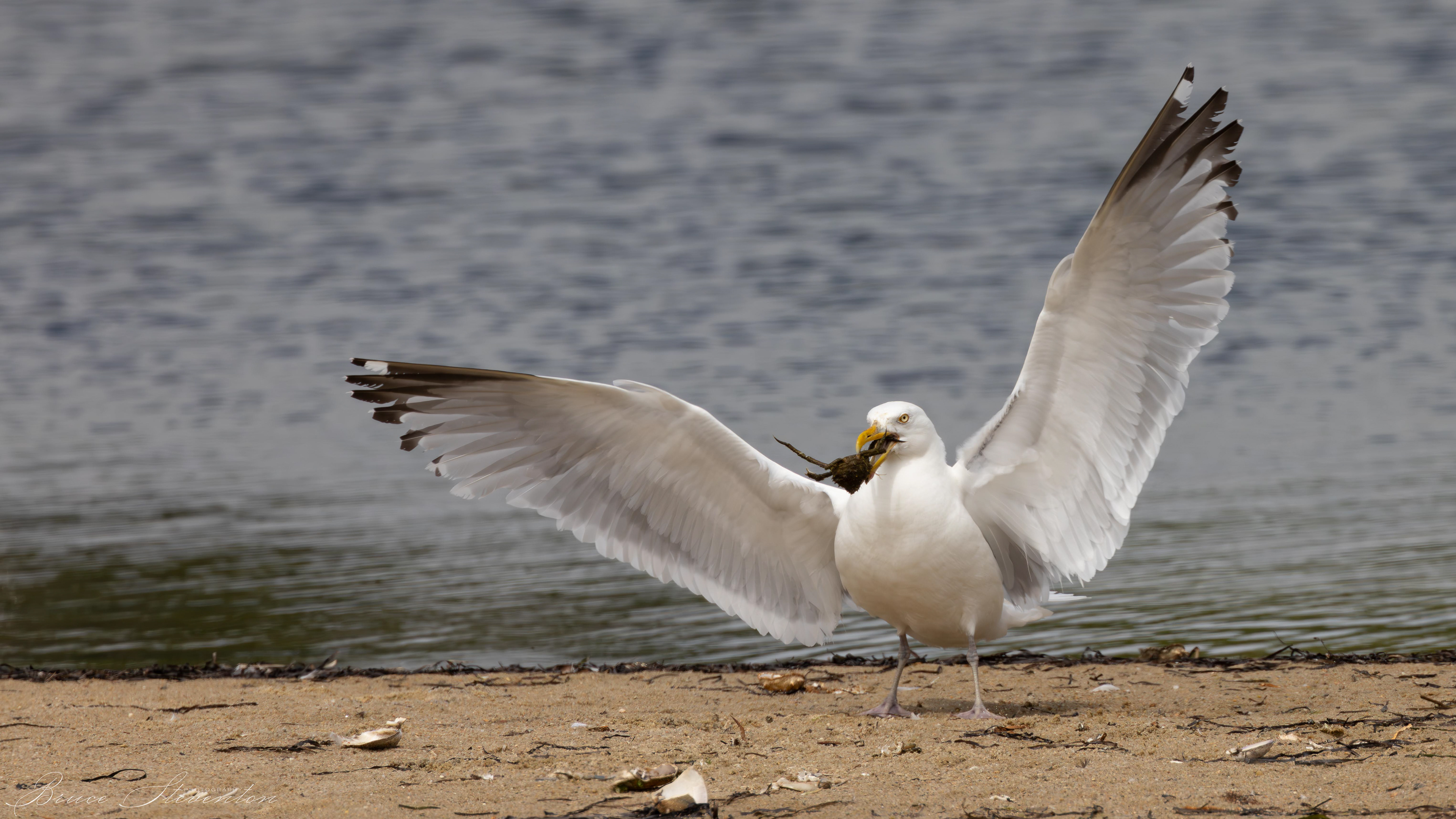 Great Black-backed Gull w/Spider Crab