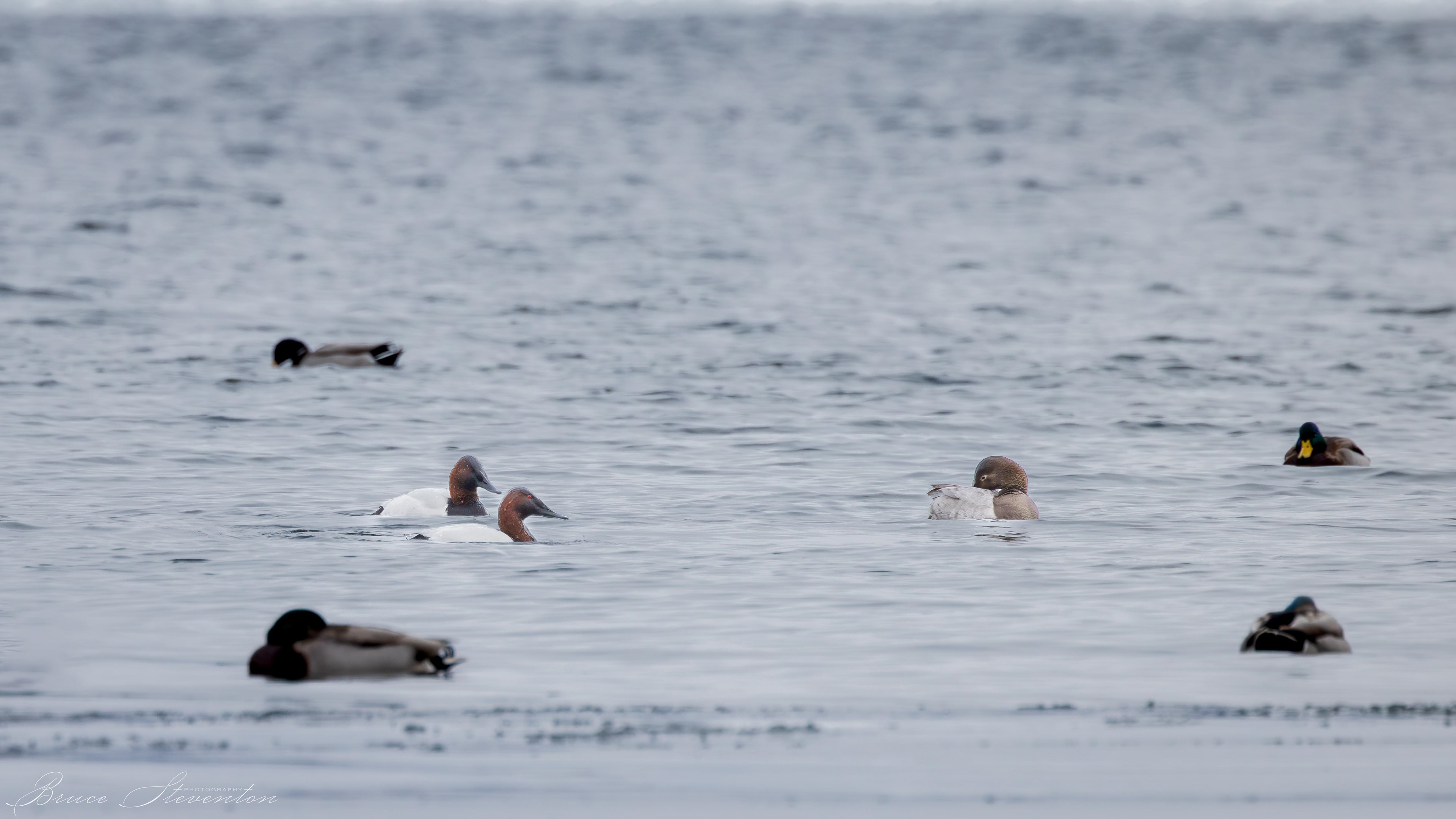 Canvasback Ducks