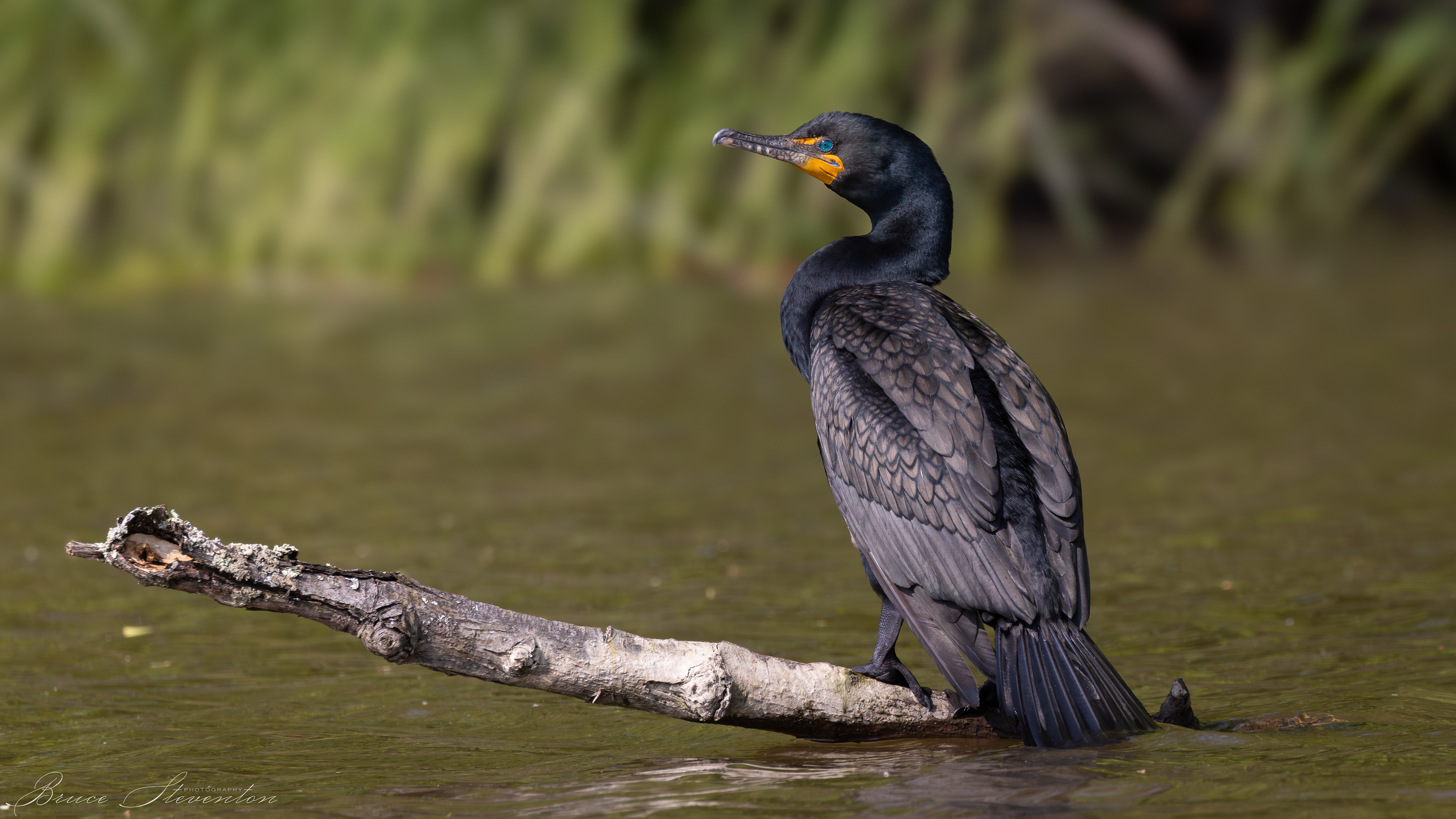Double-crested Cormorant; what beautiful blue eyes you have!