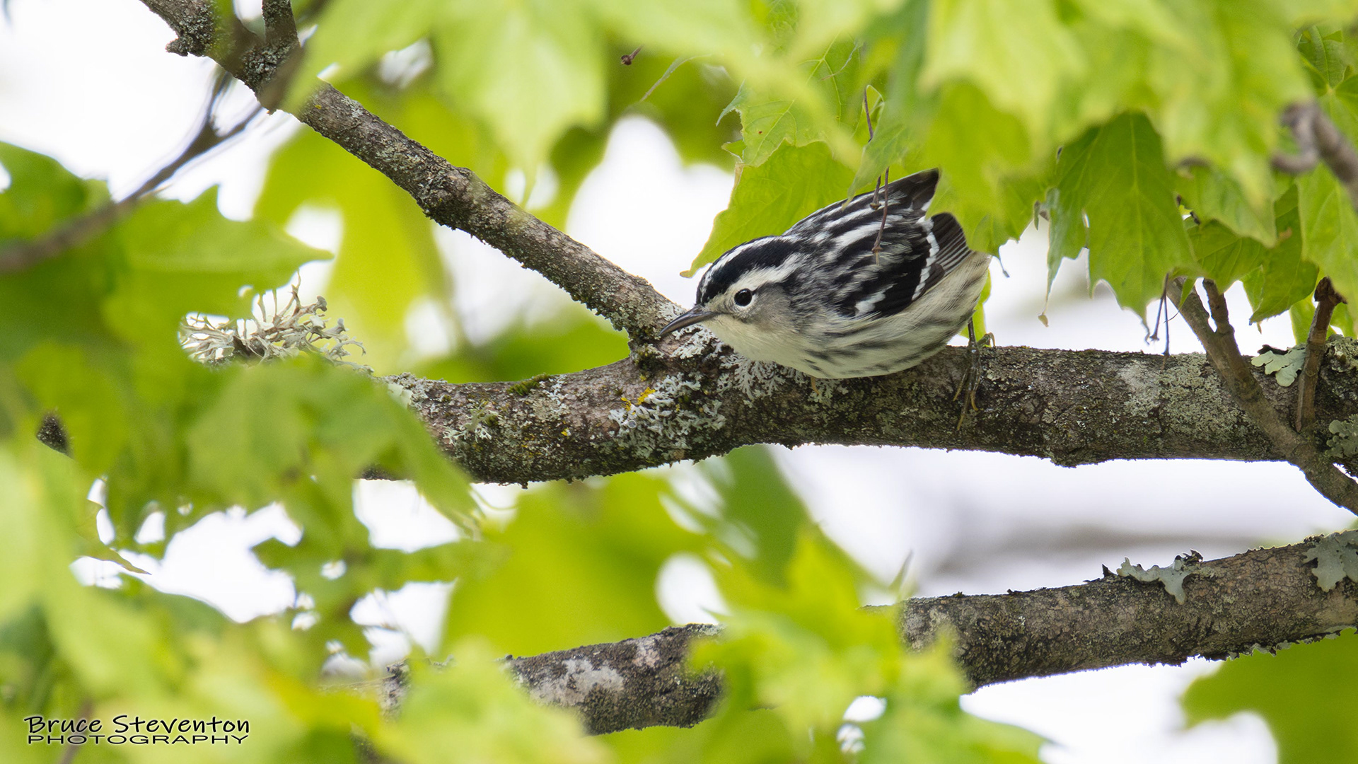 Black and White Warbler