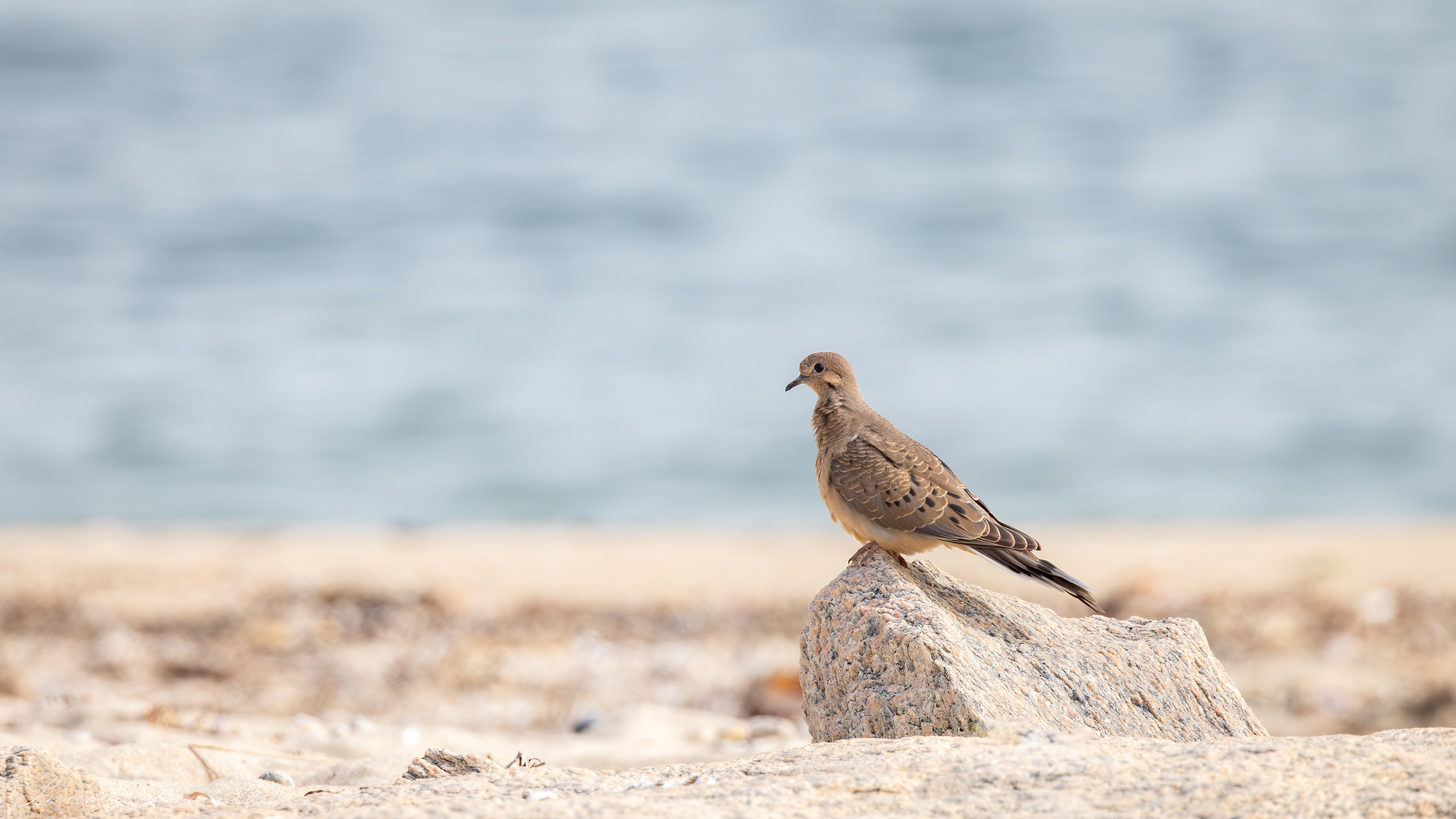 Mourning Dove