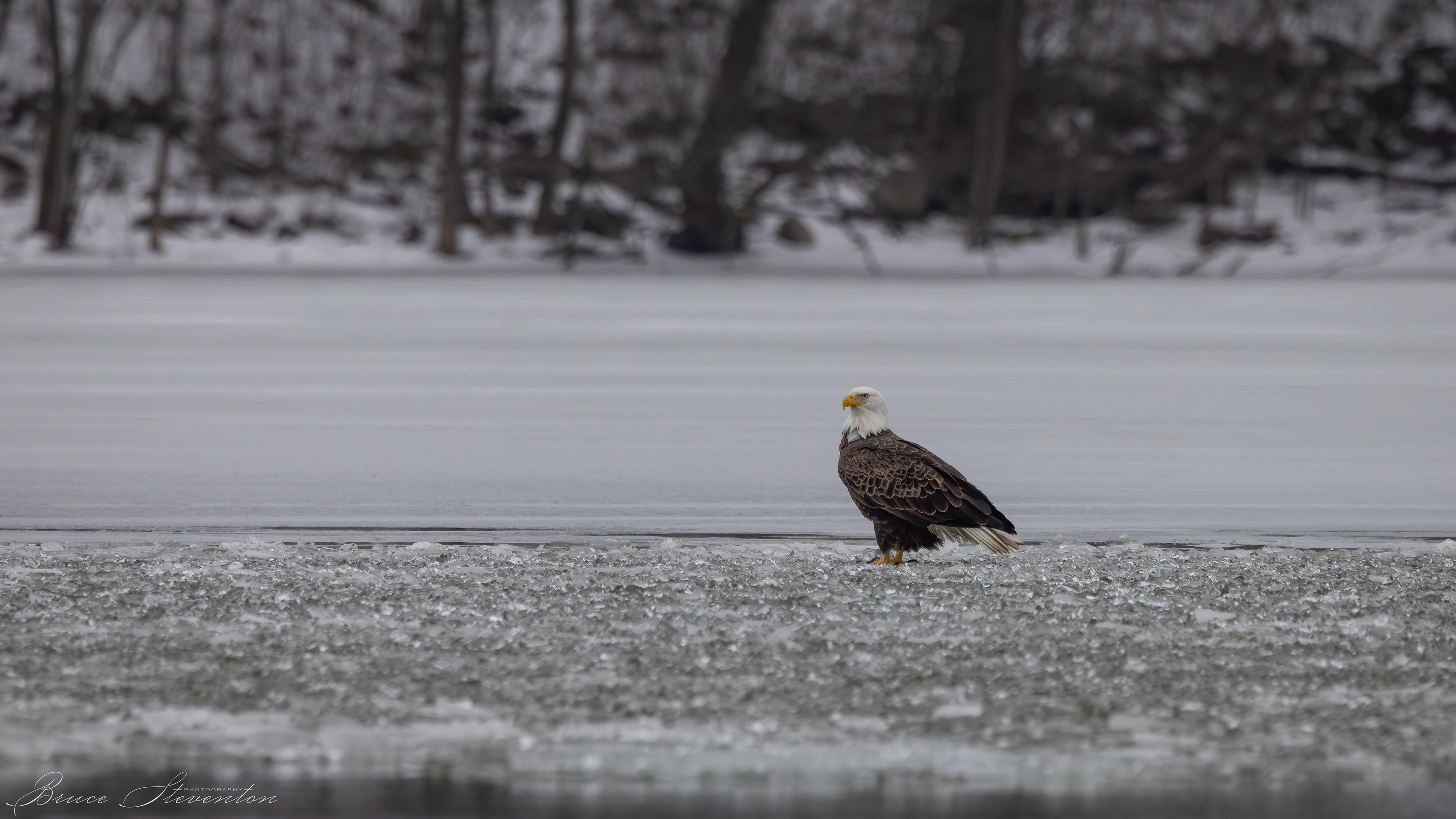 Bald Eagle on the Ice
