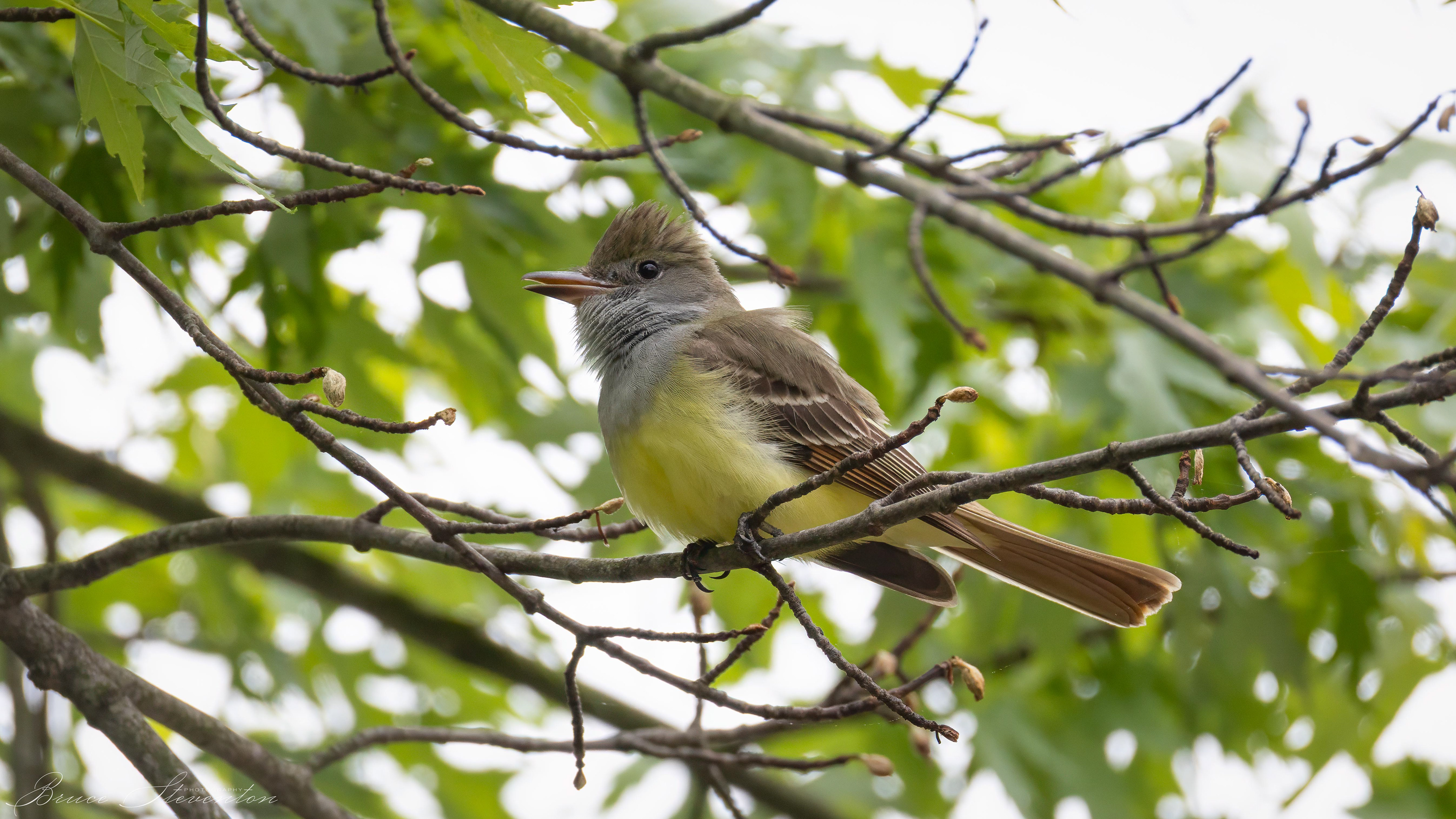 Great-crested Flycatcher