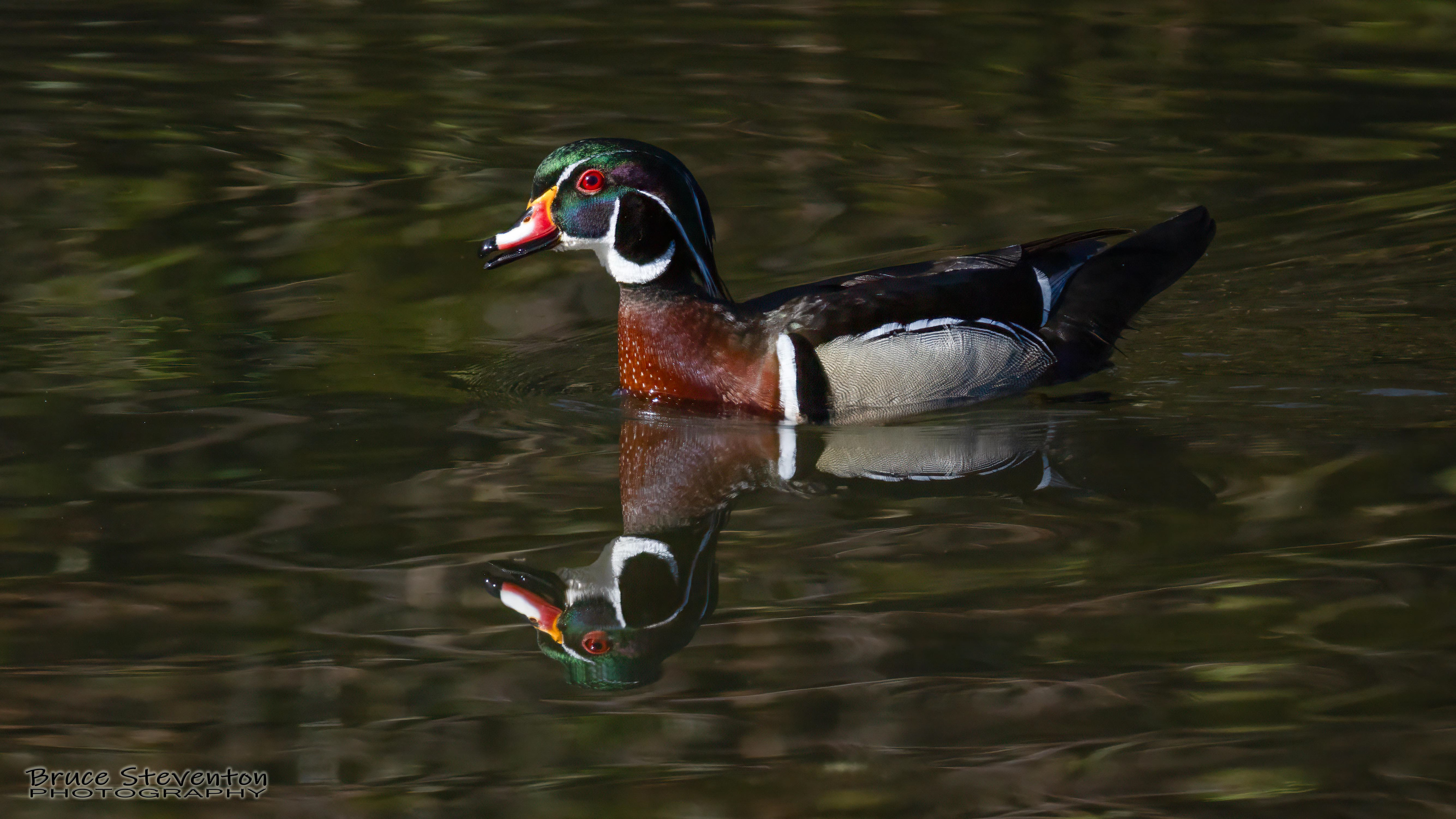 Wood Duck - Rochester, VT