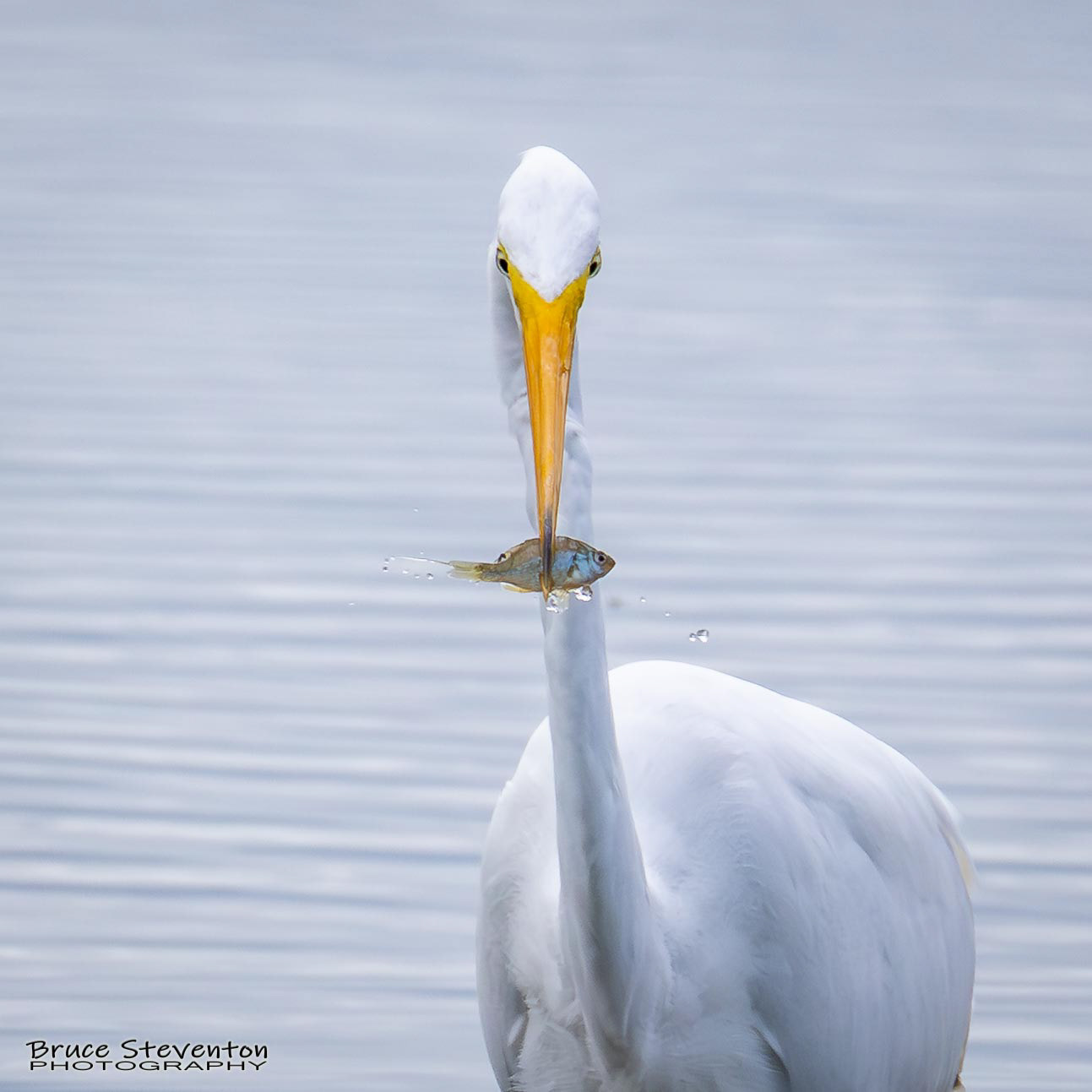 Great Egret