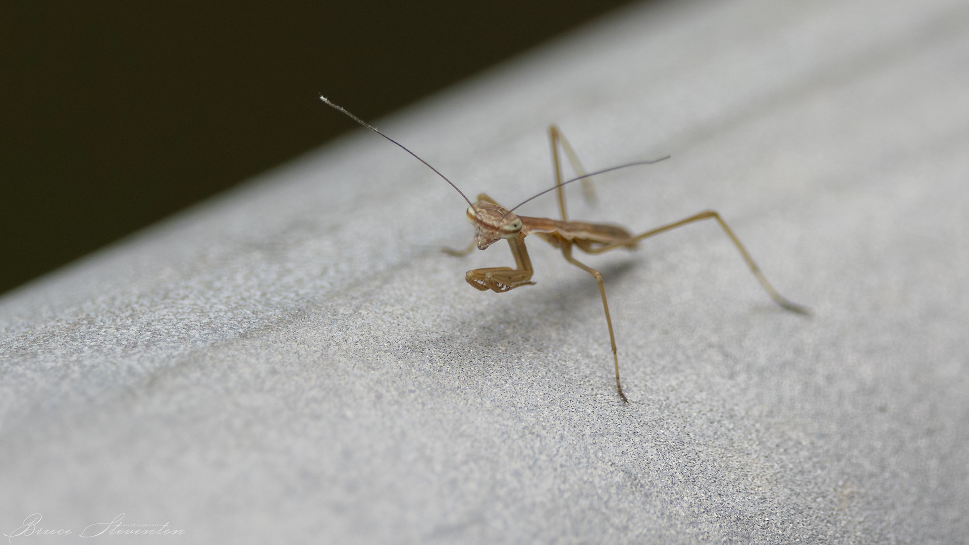 Preying Mantis - French Broad River Greenway