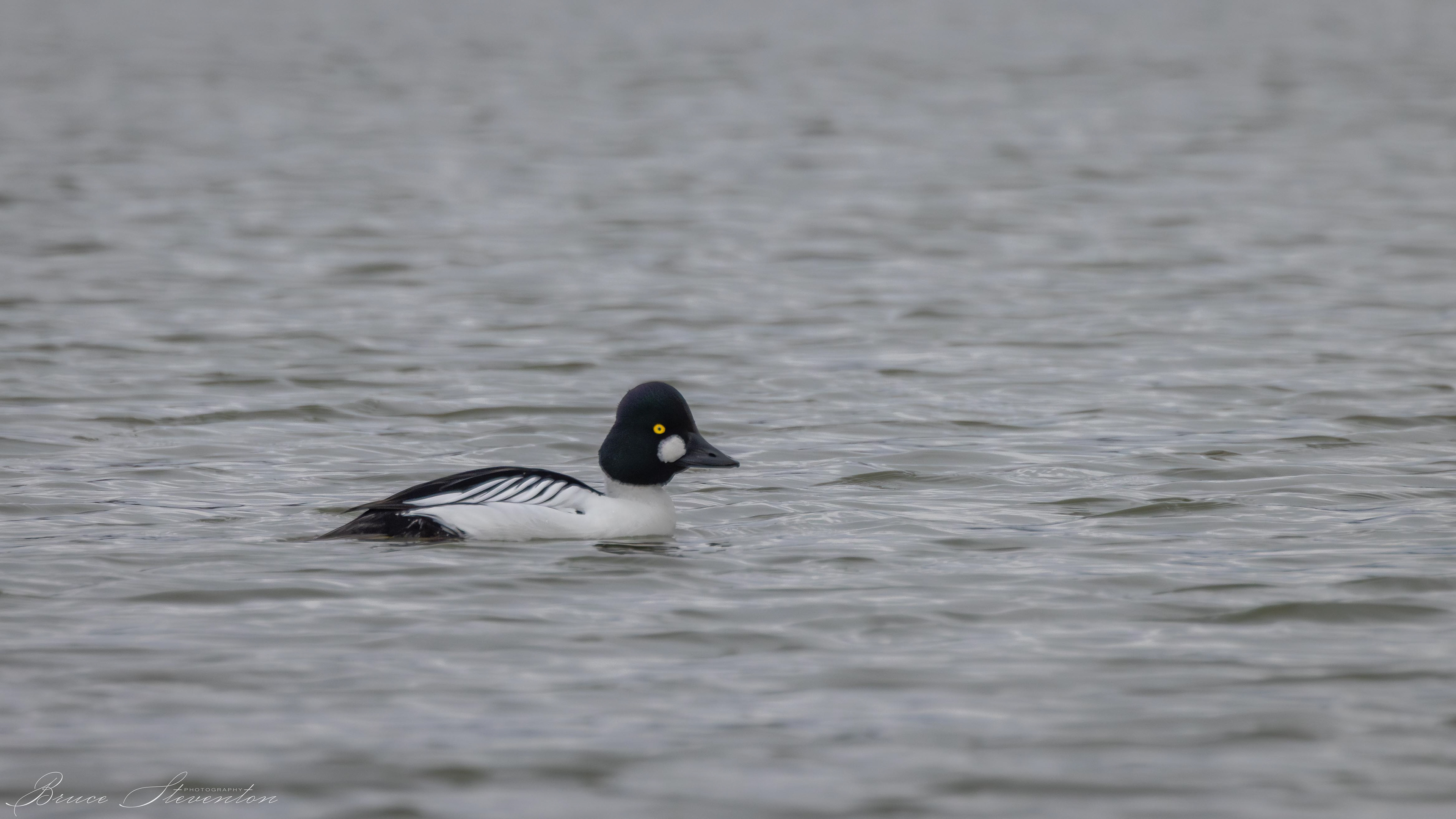 Common Goldeneye (Male)