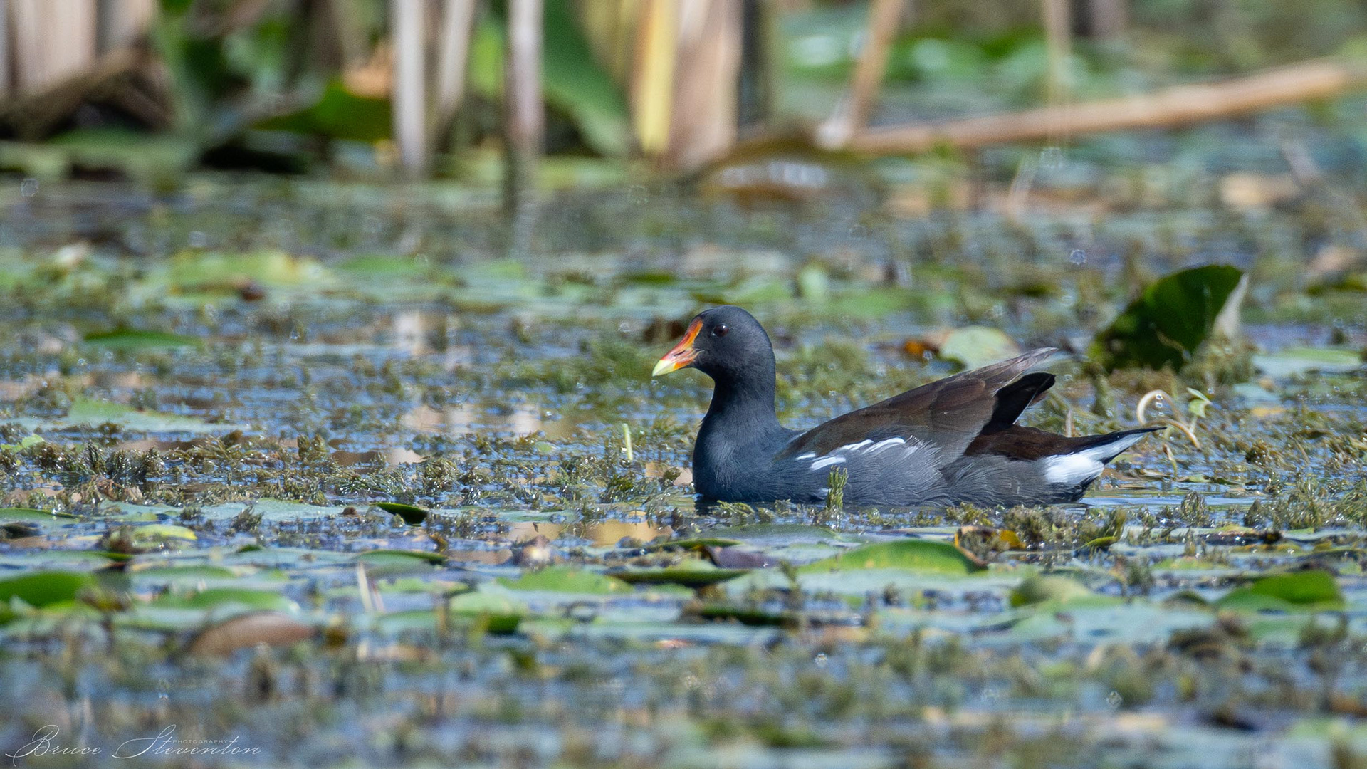 Common Gallinule (M)