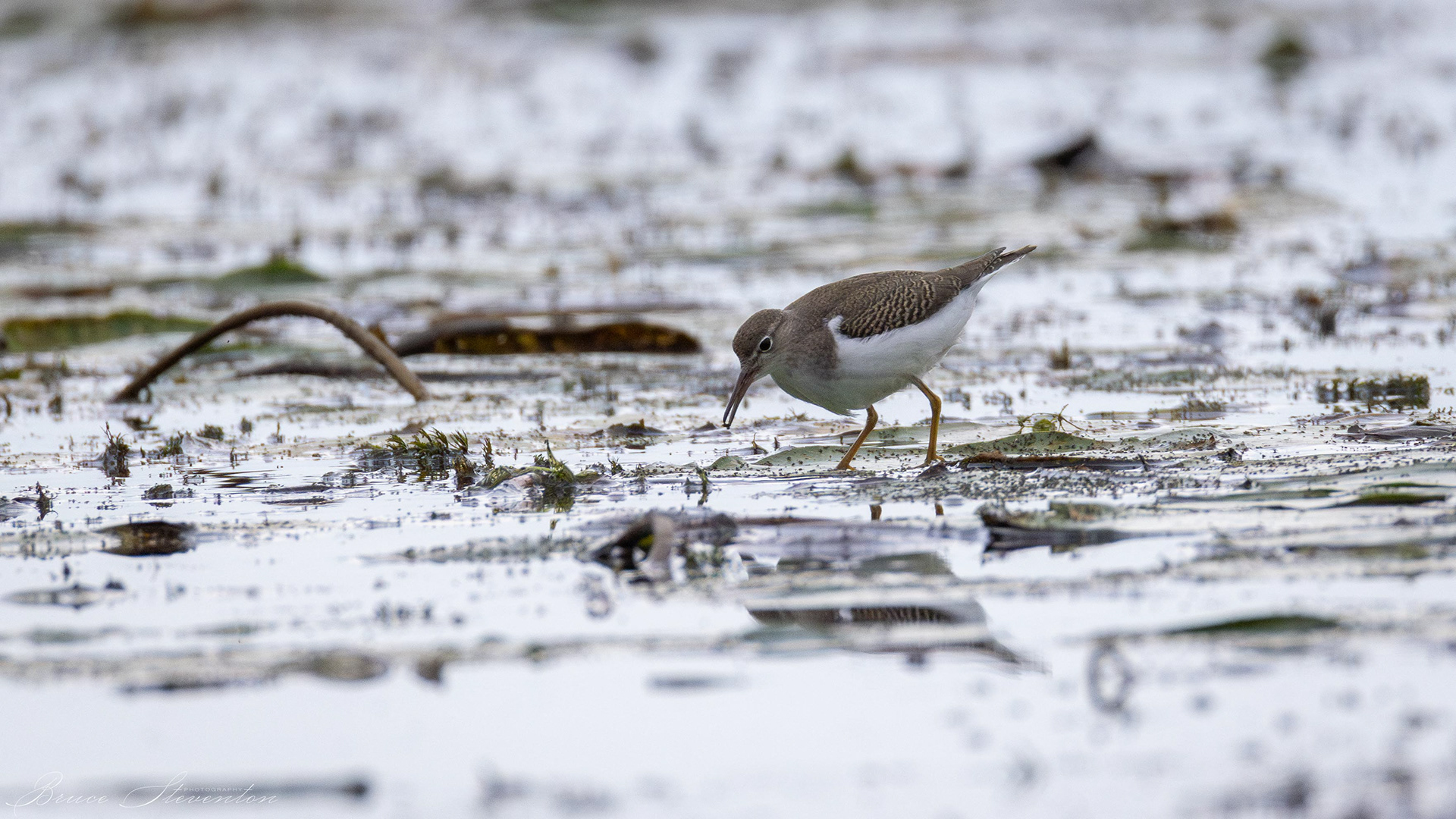 Spotted Sandpiper