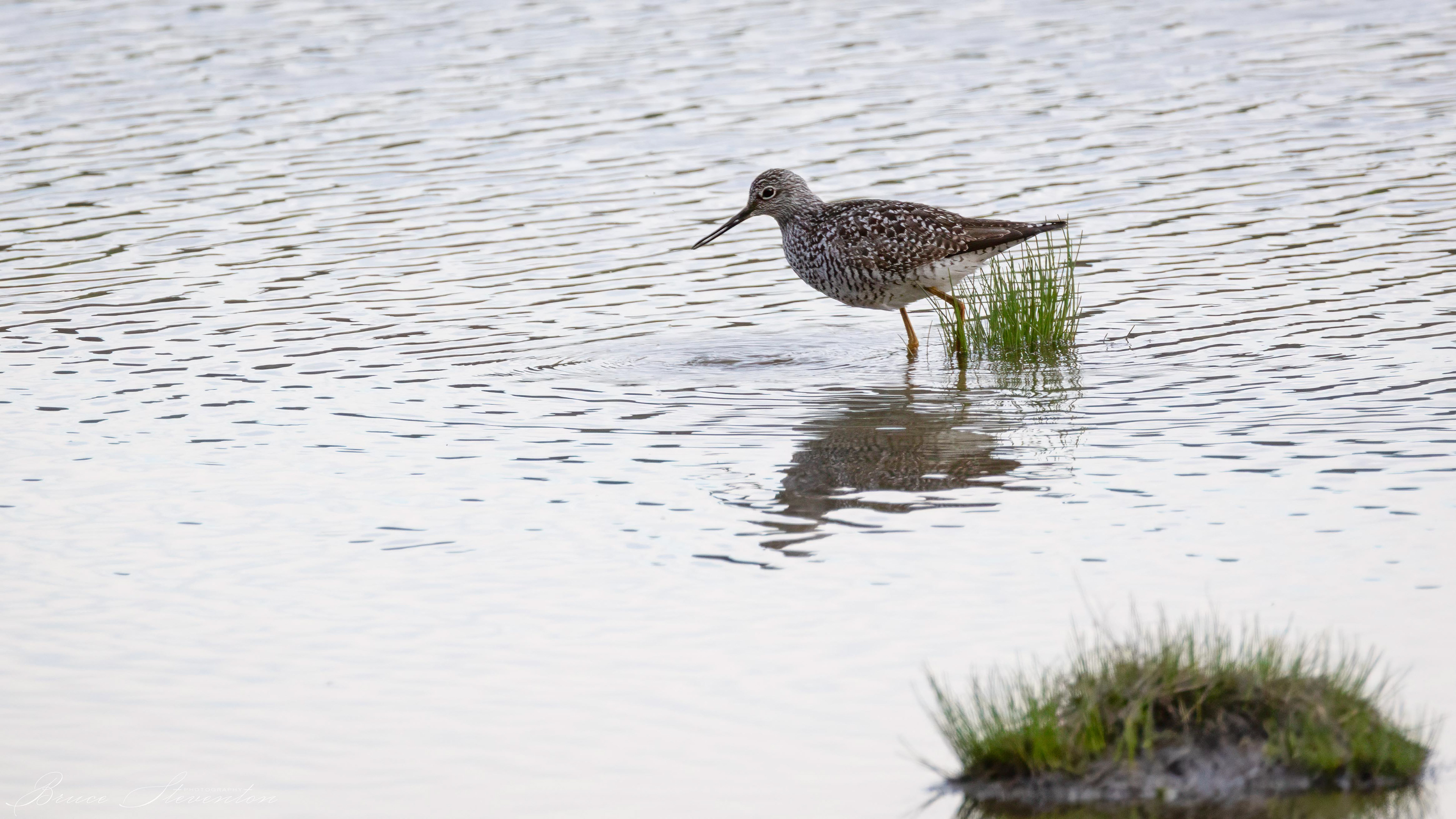 Greater Yellowlegs