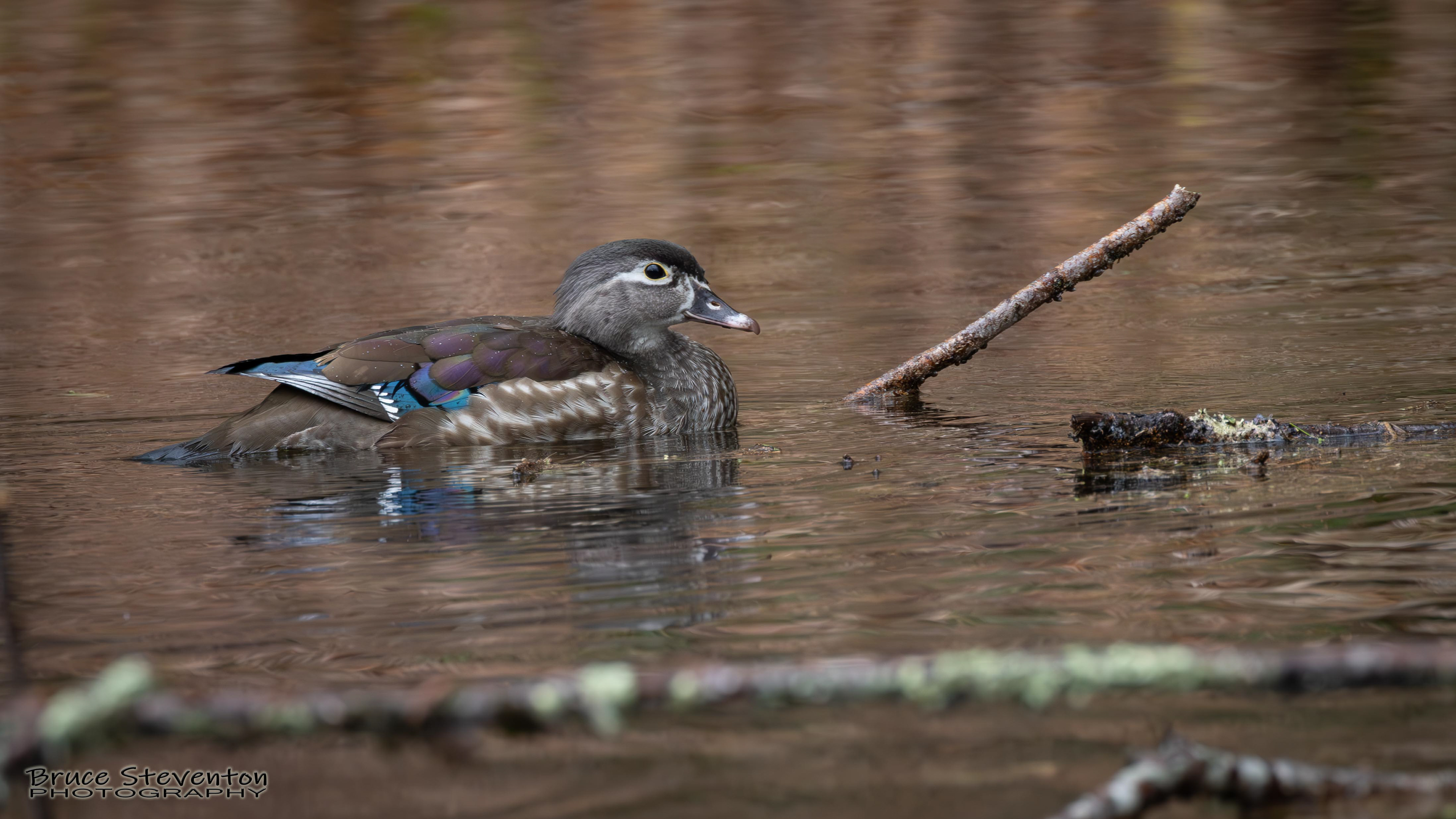 Wood Duck, Rochester, VT