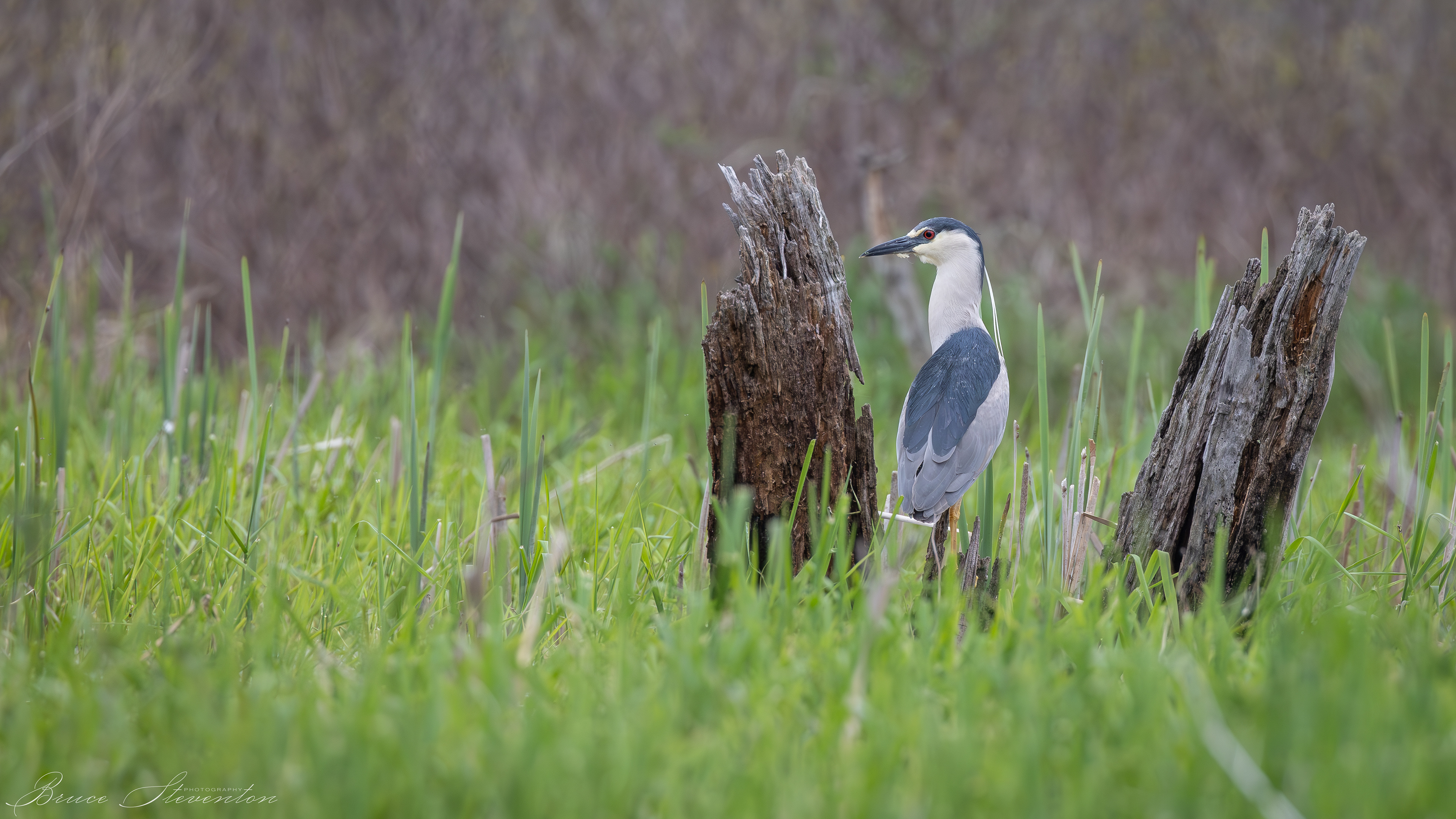 Black-crowned Night Heron; out during the afternoon in the daylight.