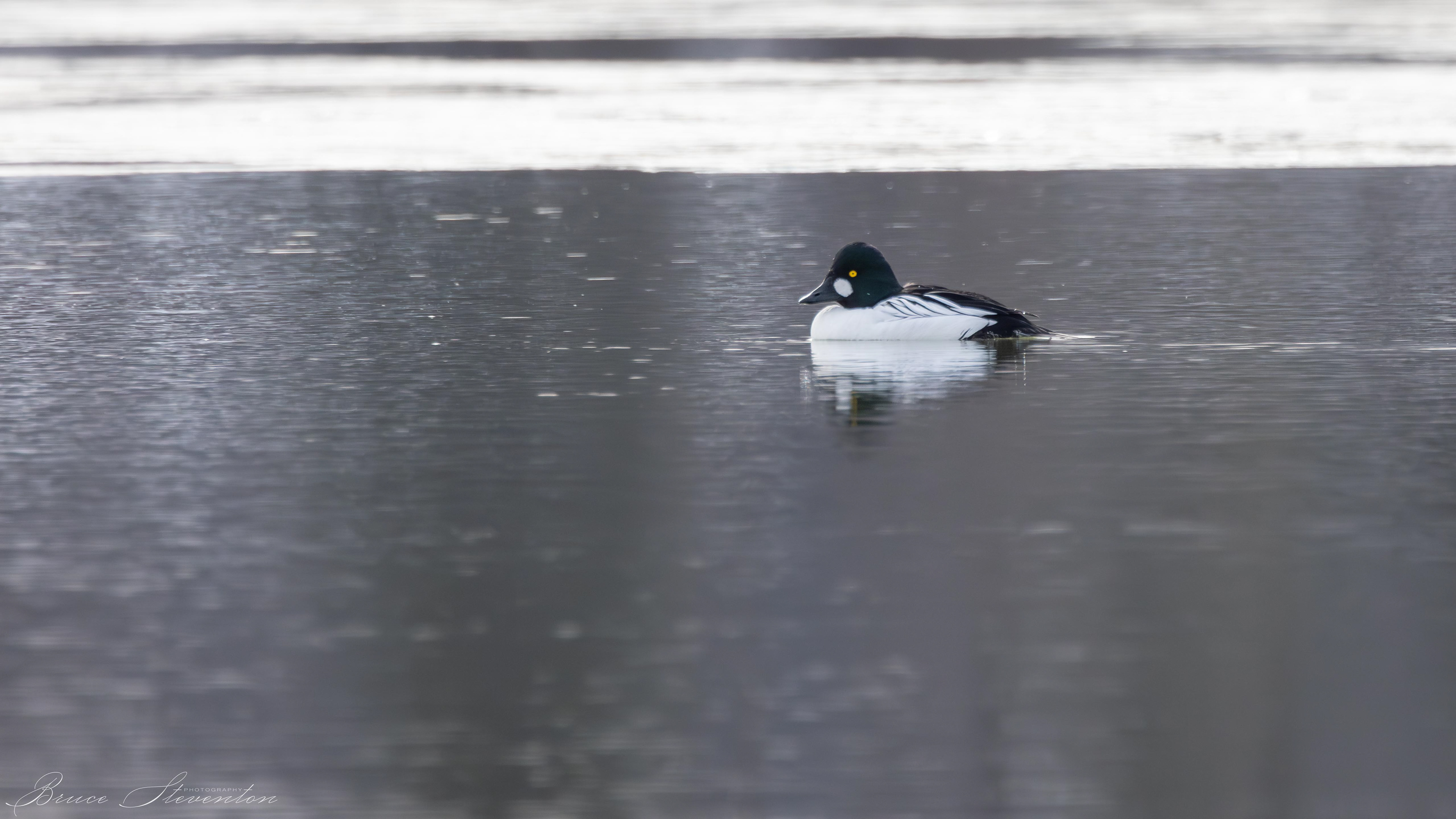 Common Goldeneye - Male