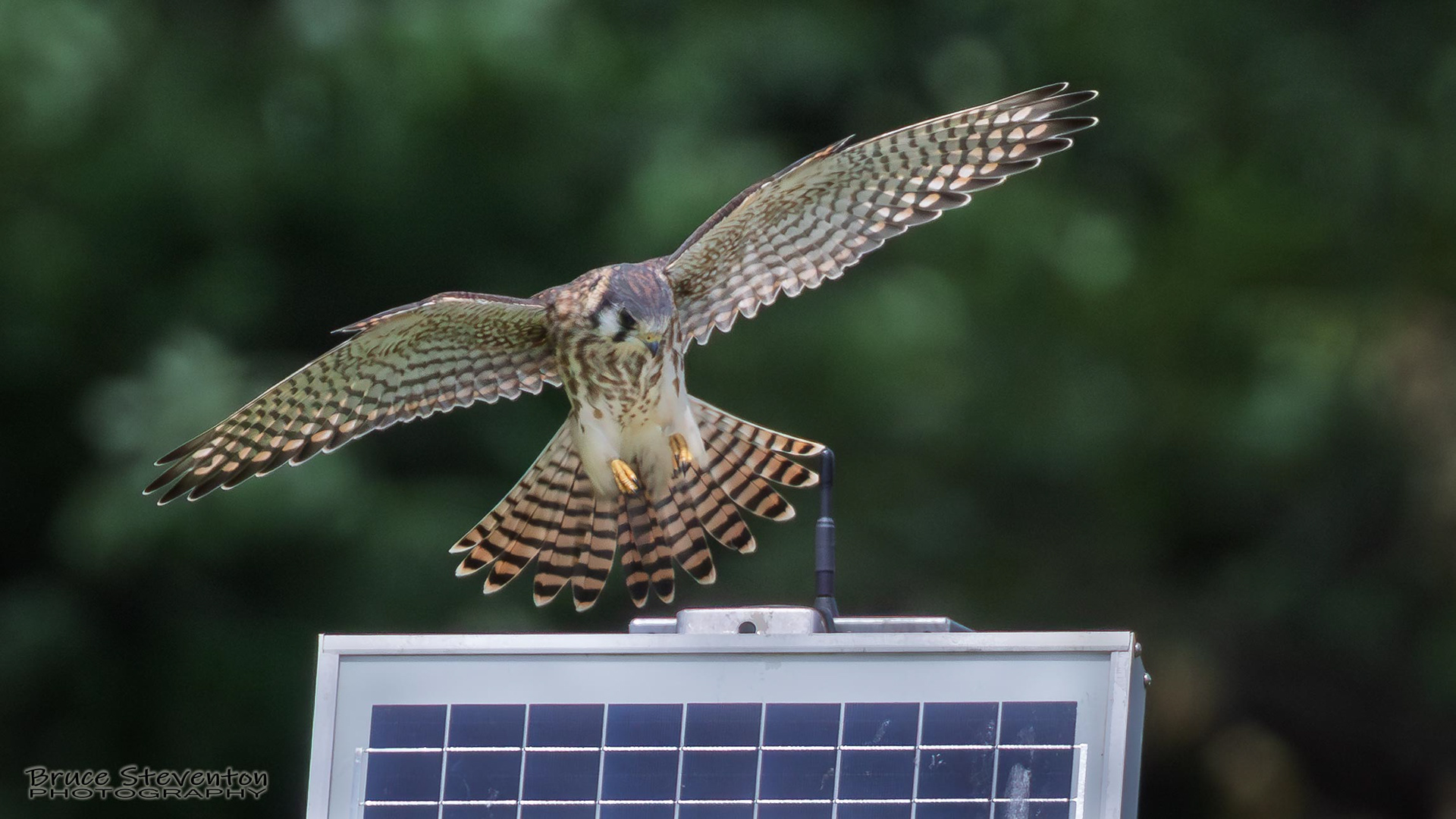 American Kestrel