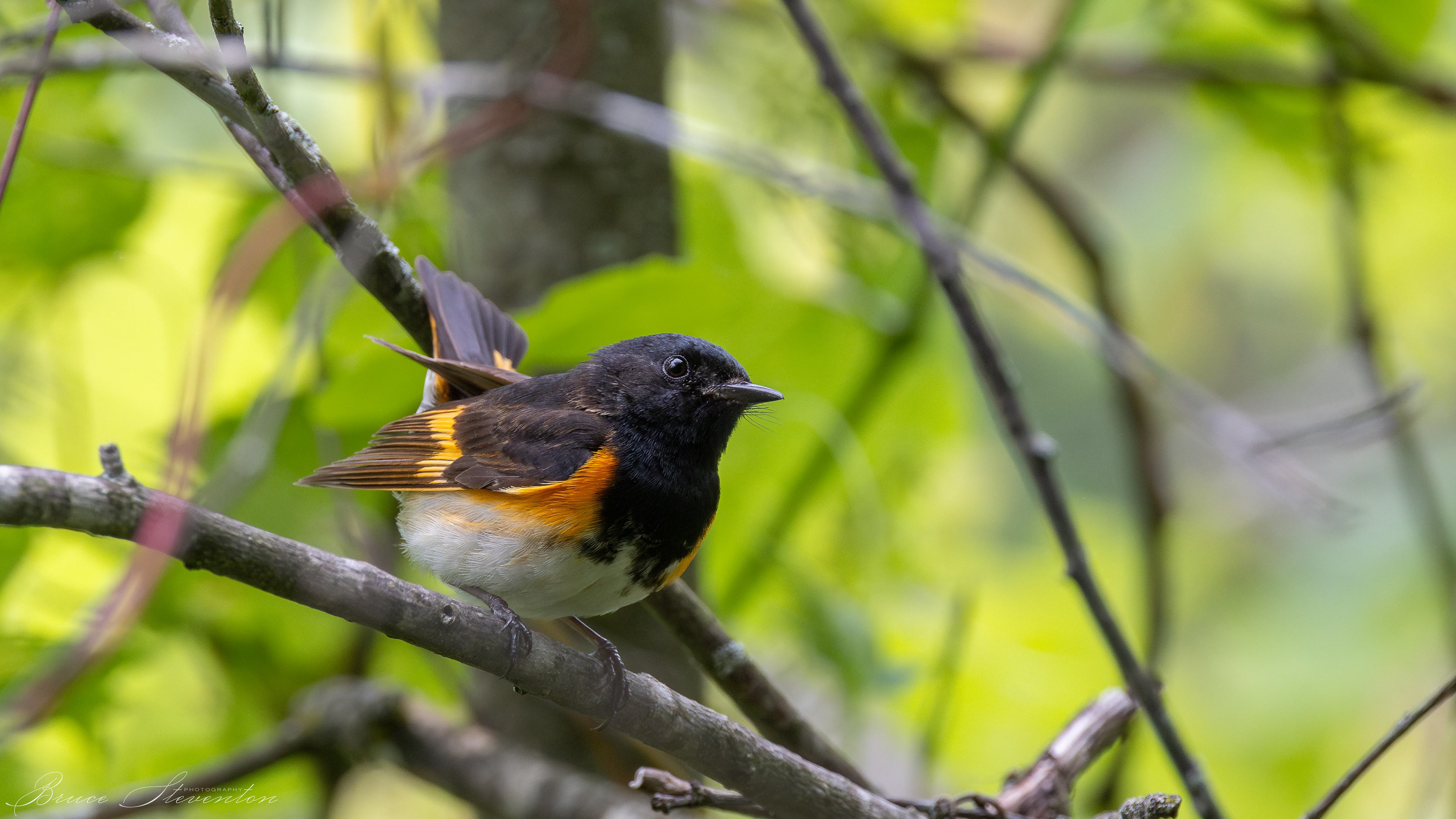 American Redstart (M)