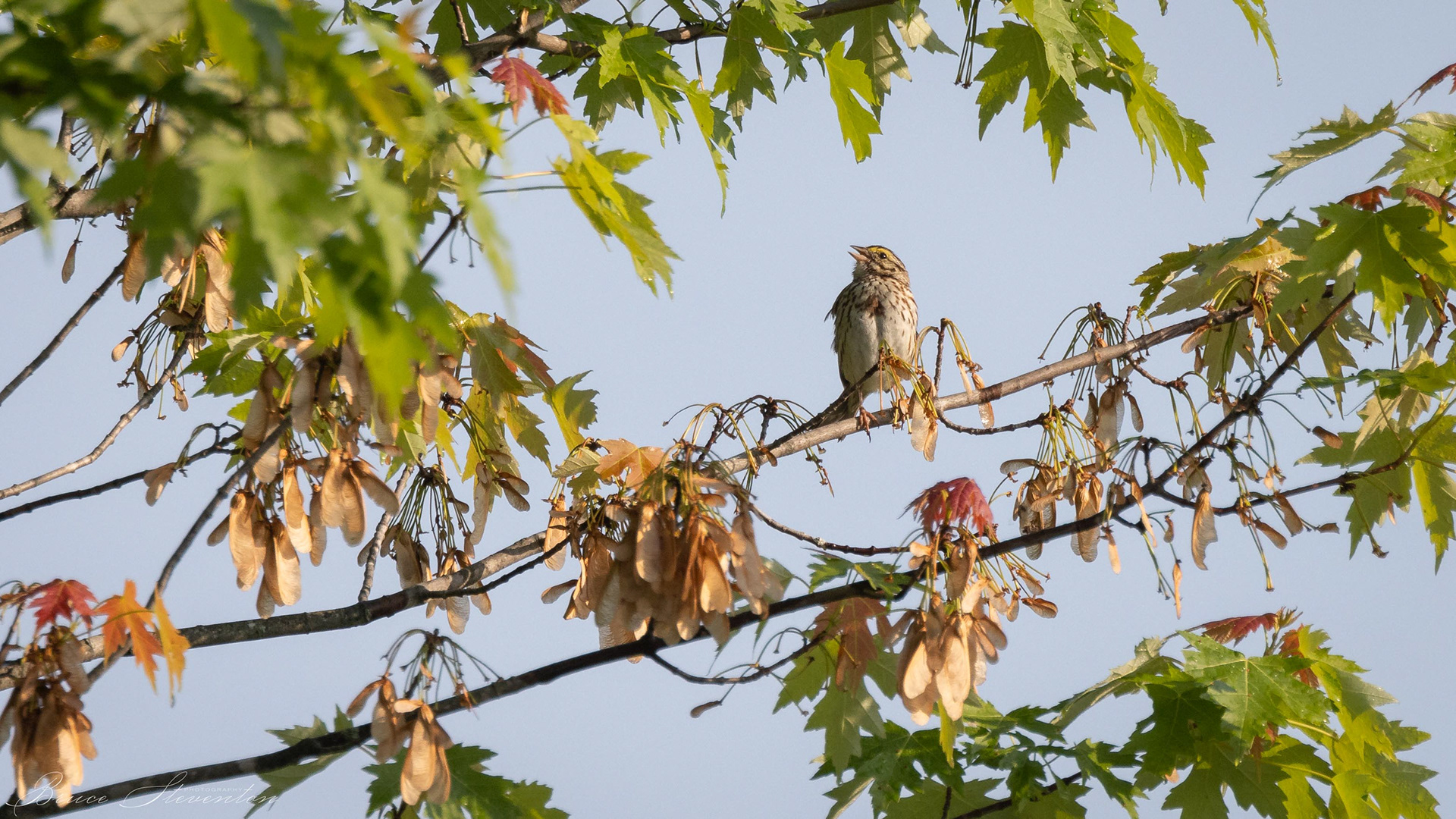 Savannah Sparrow