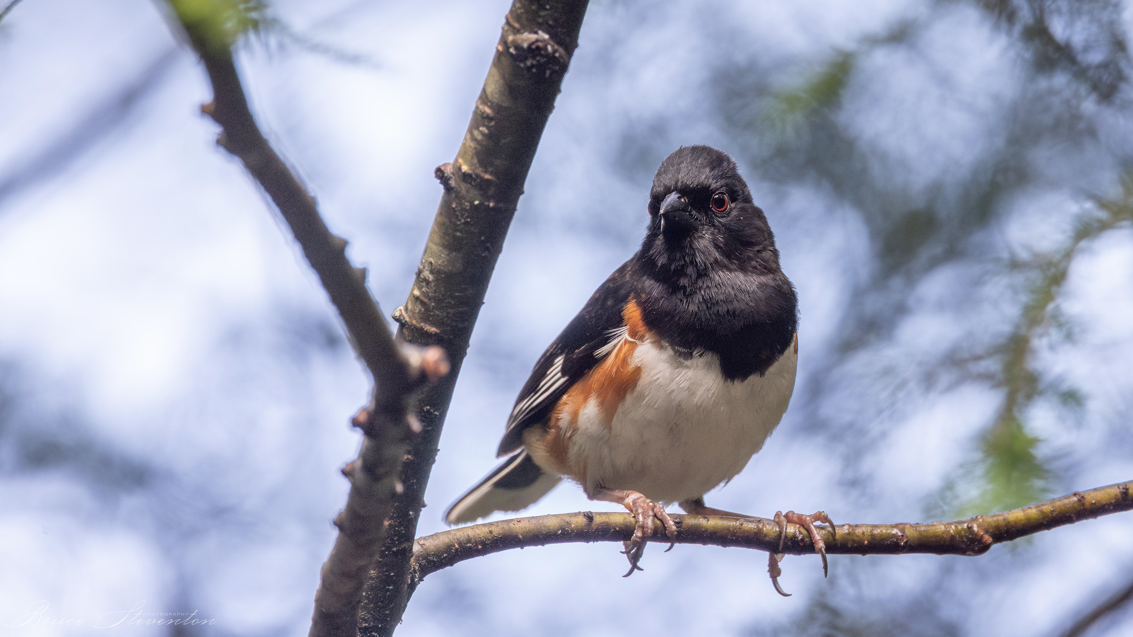 Eastern Towhee - Bartlett Mt