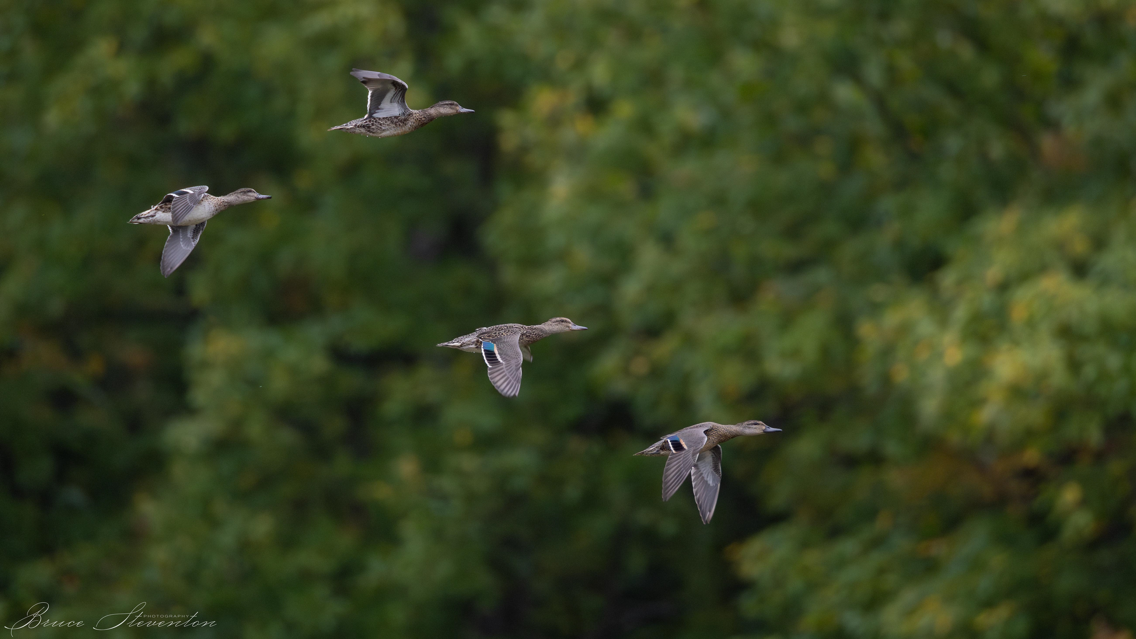 Green-winged Teal