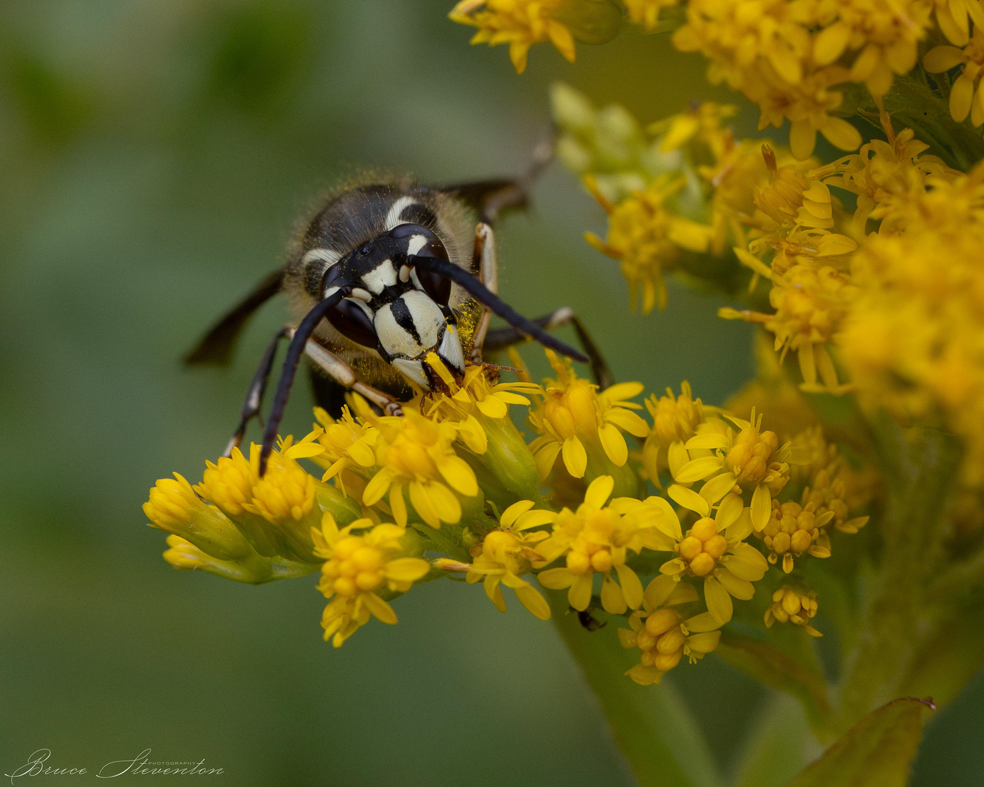 White-faced Hornet on Goldenrod