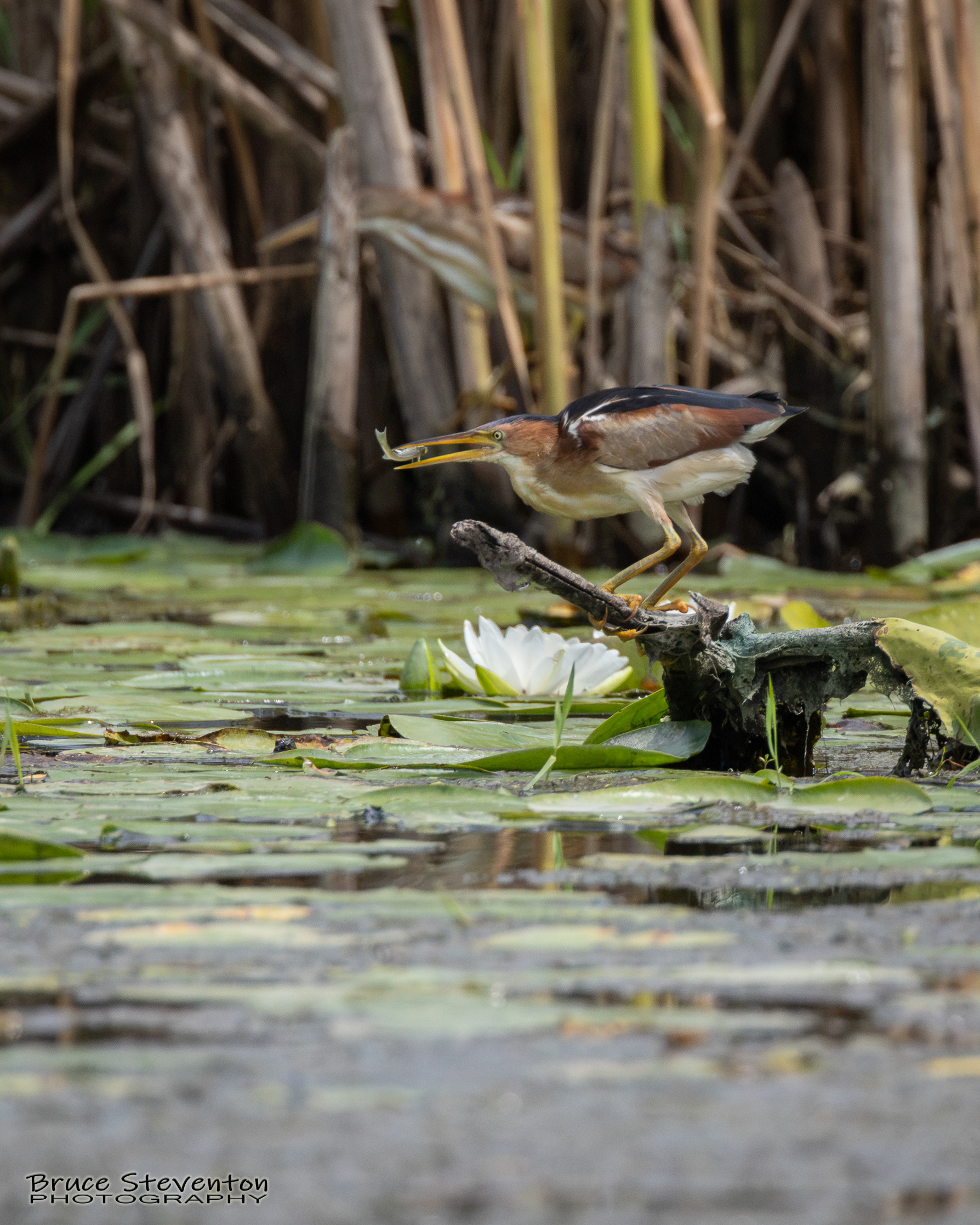 Least Bittern