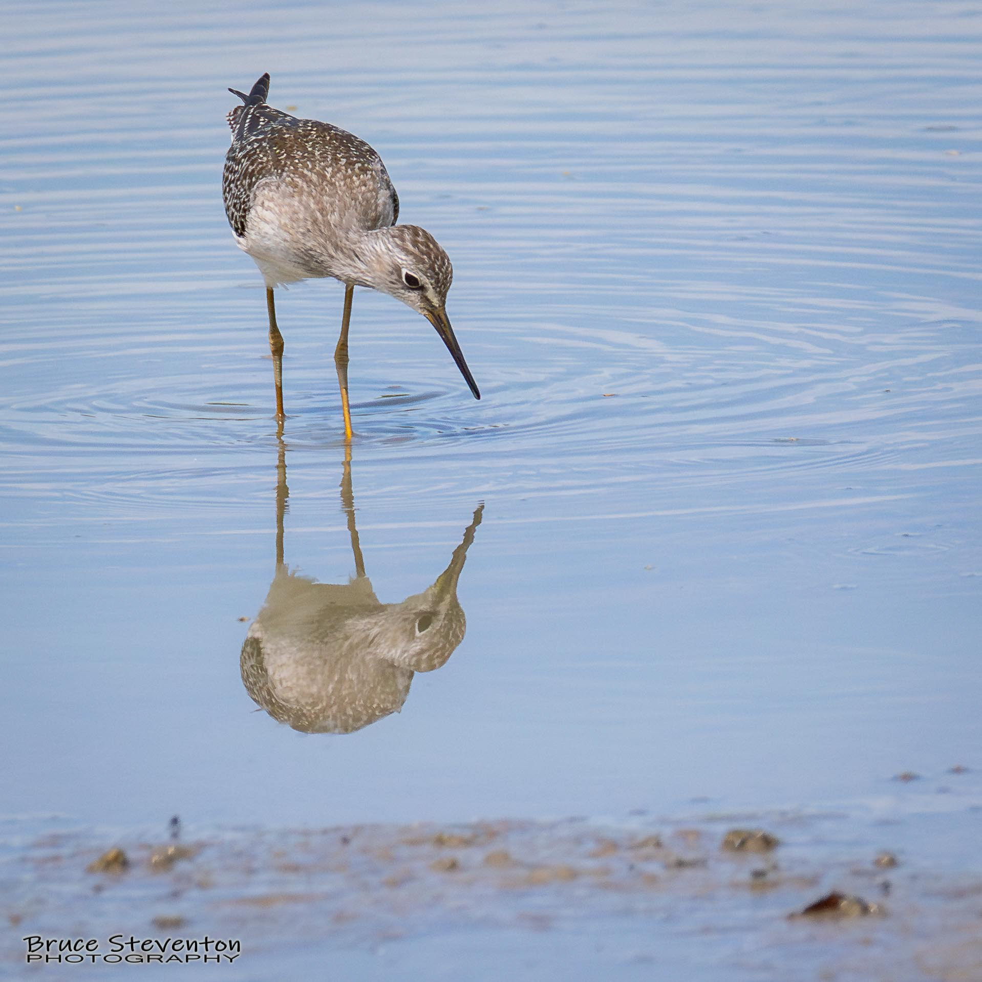 Lesser Yellowlegs