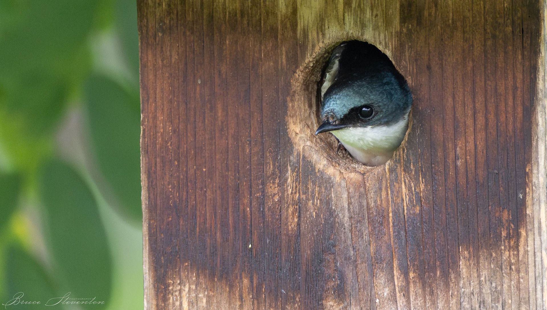 Tree Swallow - French Broad River Greenway