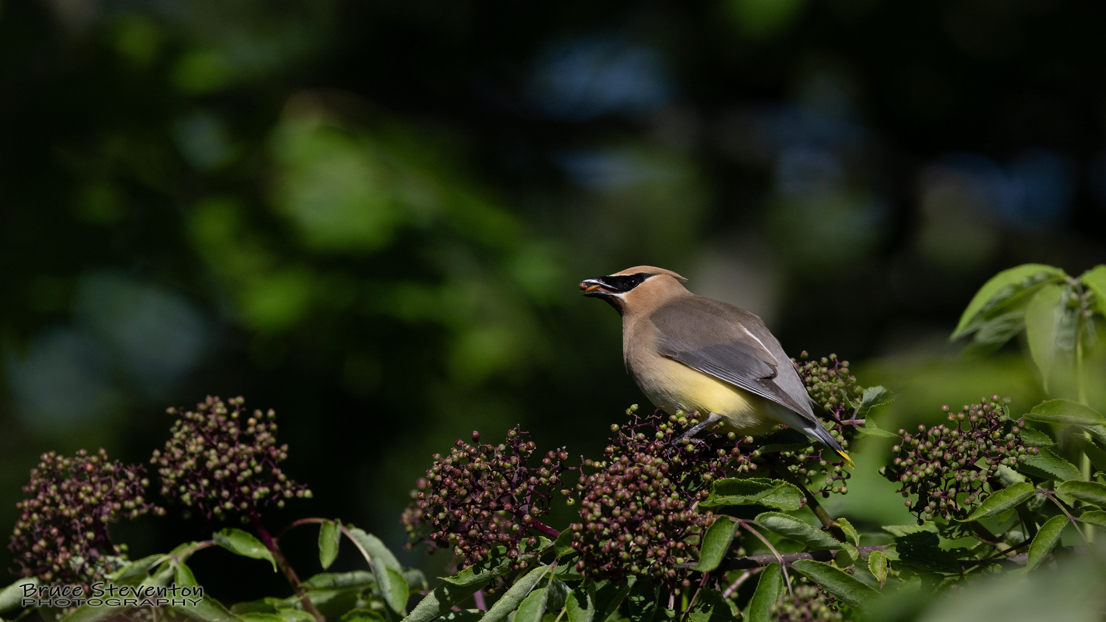 Cedar Waxwing