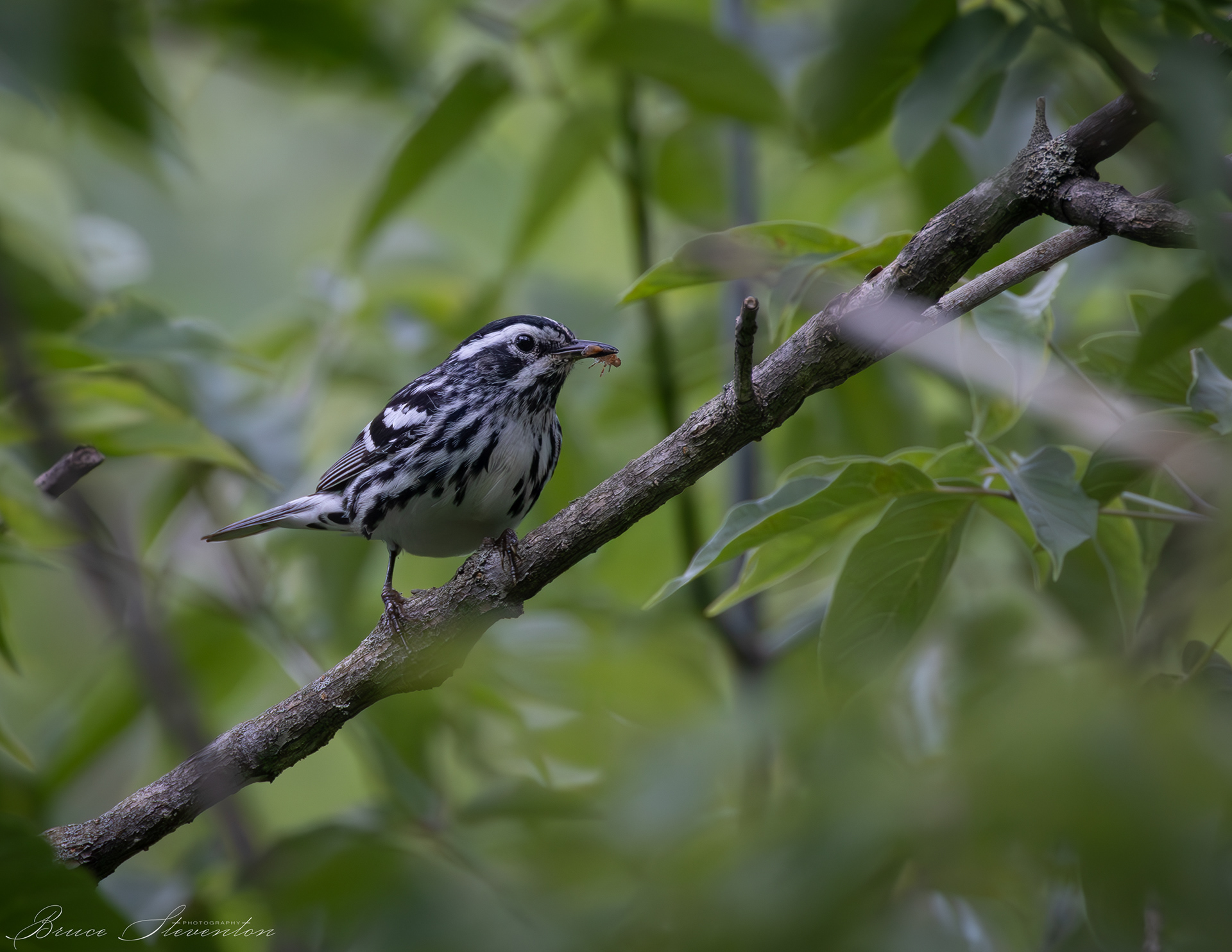 Black-and-White Warbler