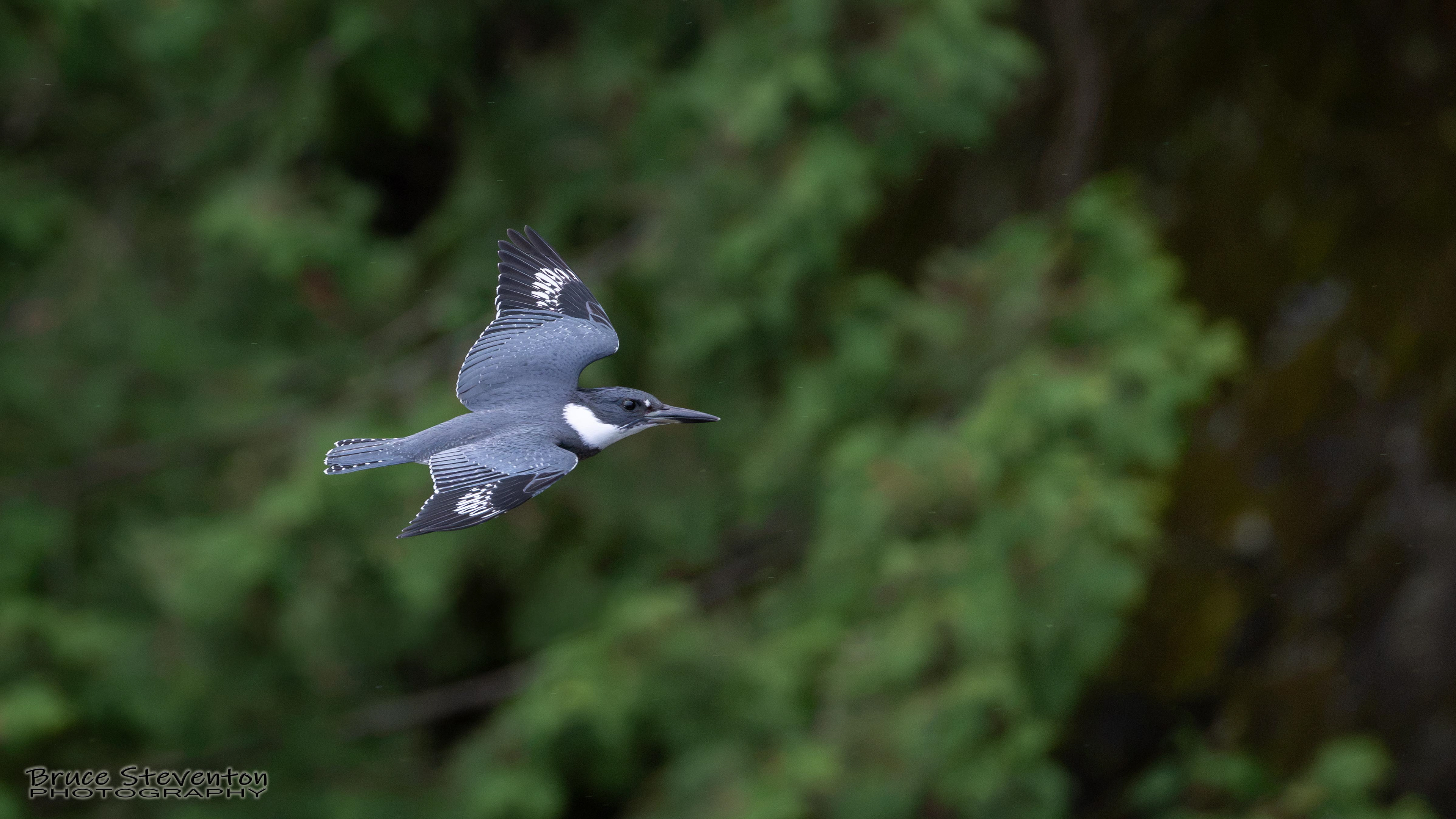Belted Kingfisher