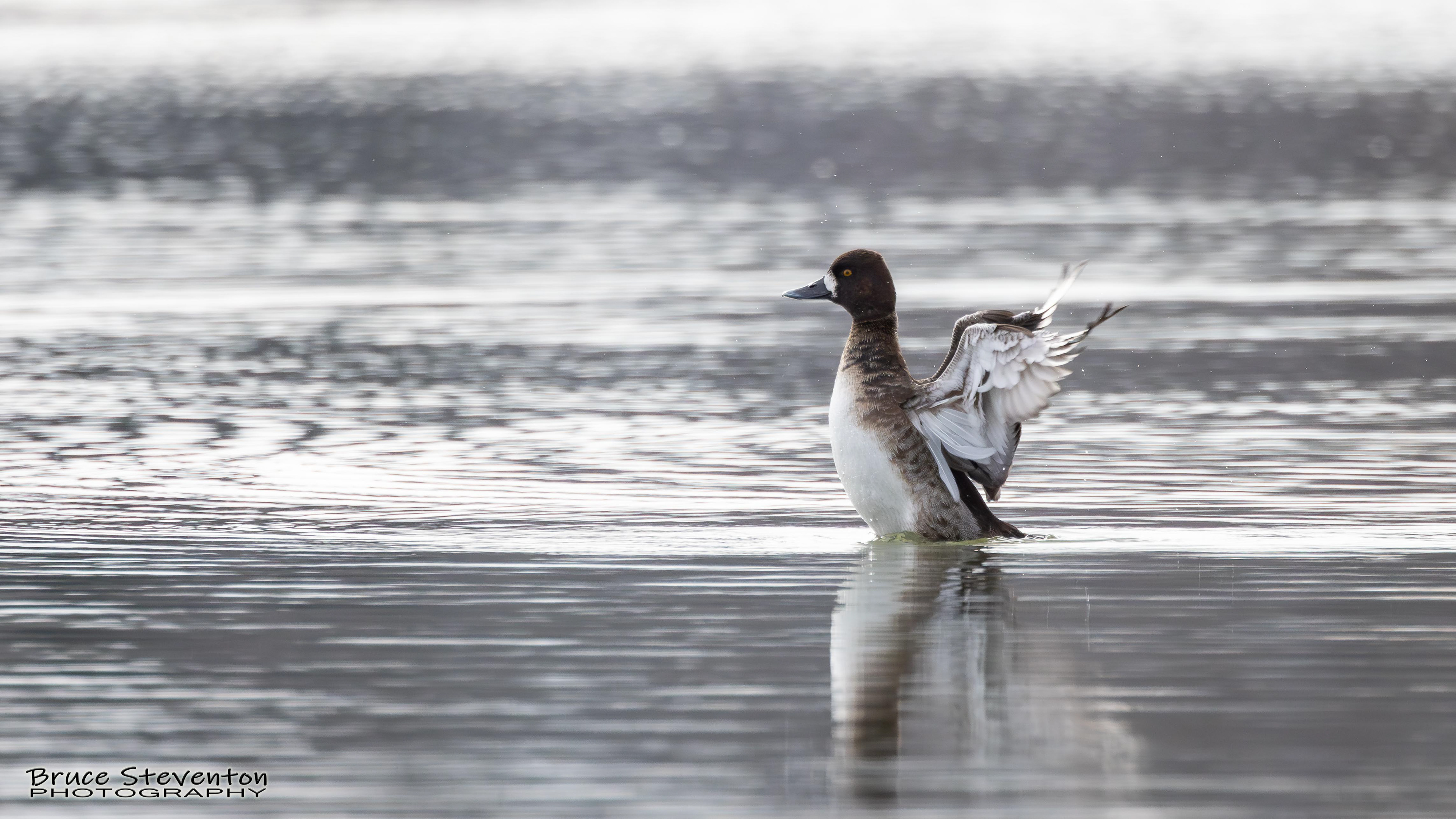 Greater Scaup (F) - Addison, VT