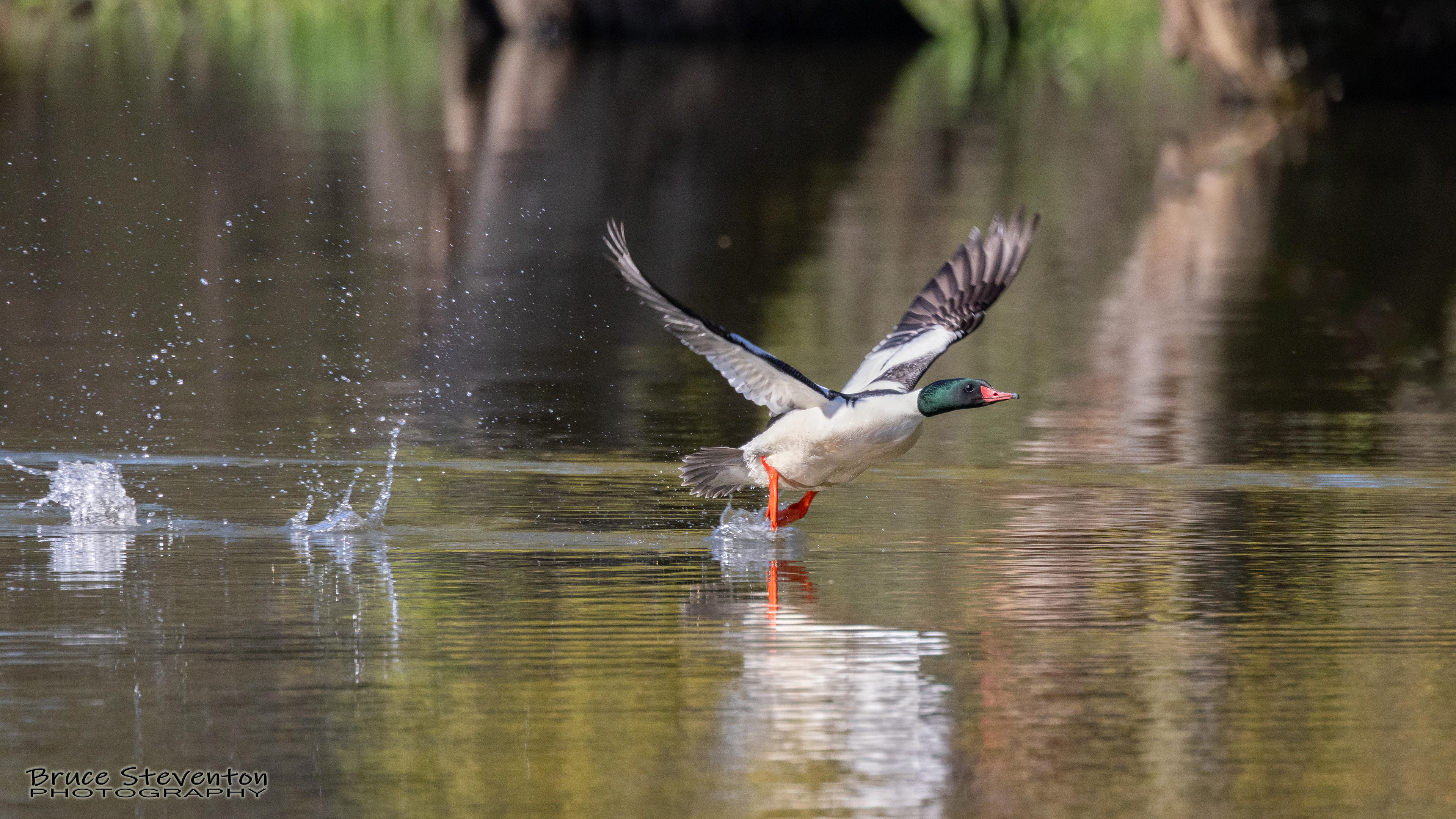 Common Merganser (M) - Addison, VT