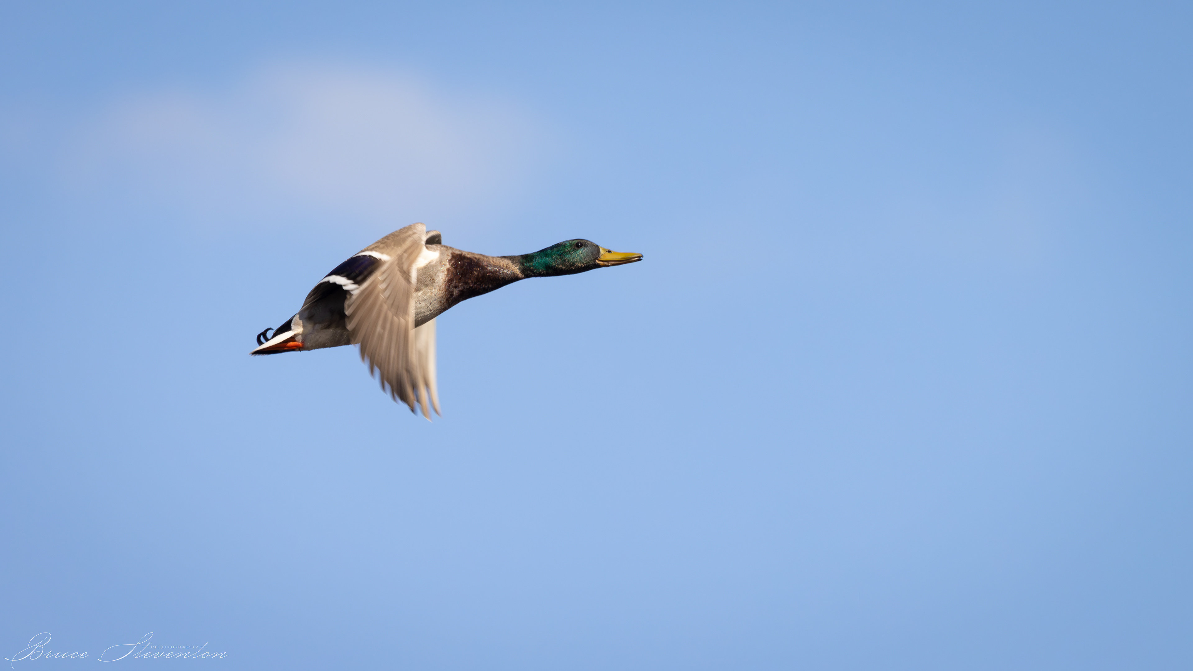 Mallard
