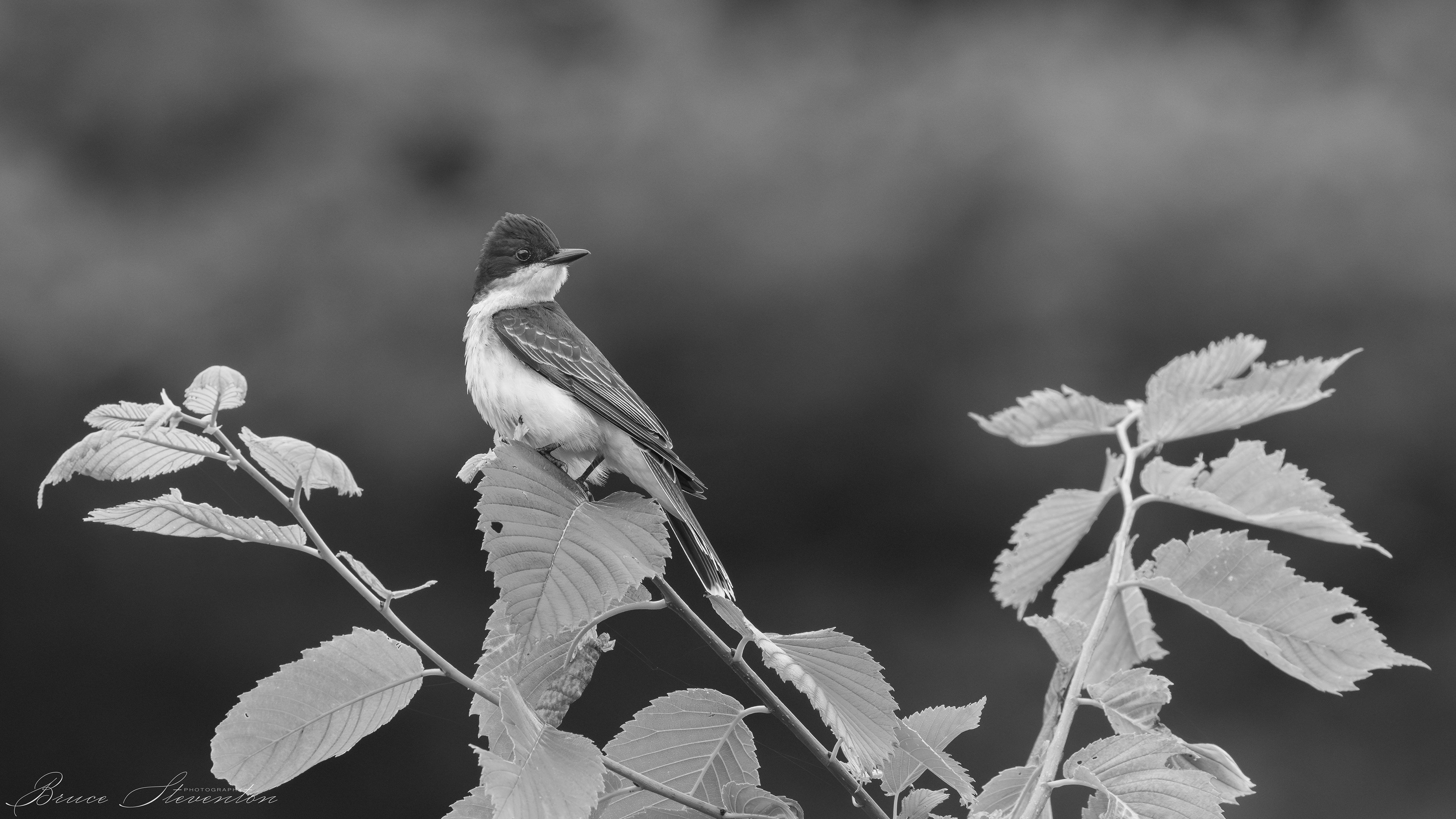 Eastern Kingbird waiting for an insect to fly past (b&w)