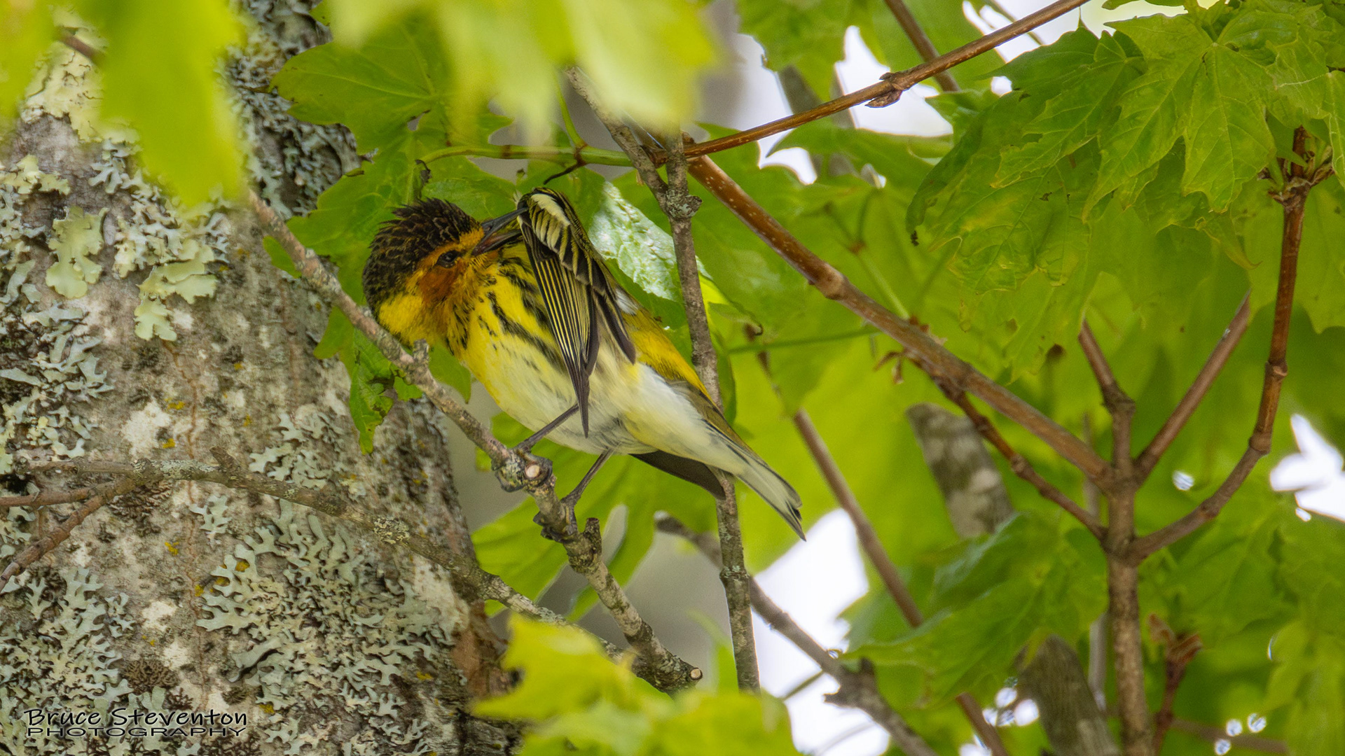 Cape May Warbler