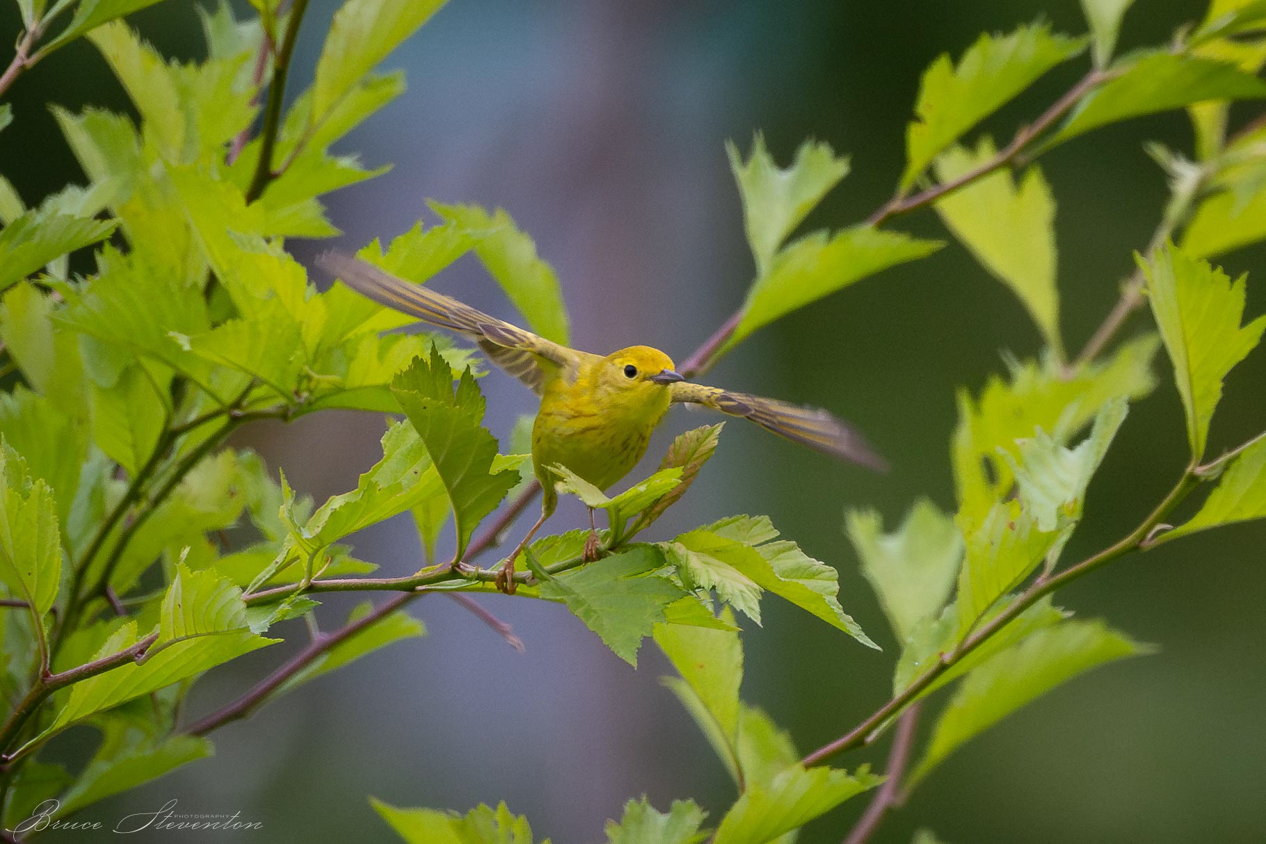 Yellow Warbler taking off