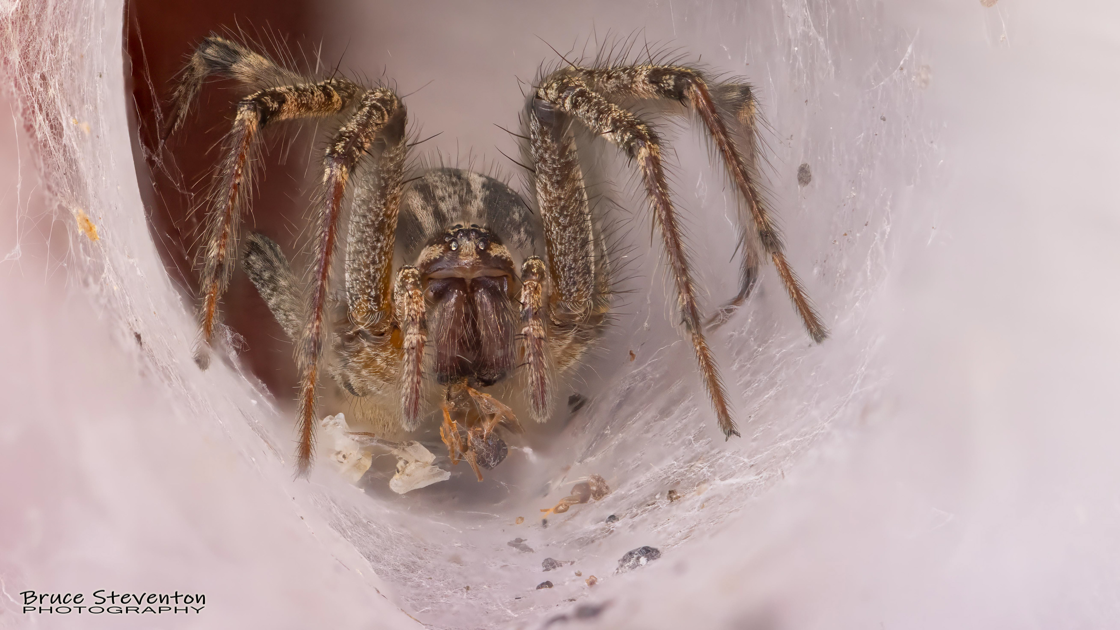 Lynx Spider - Rochester, VT