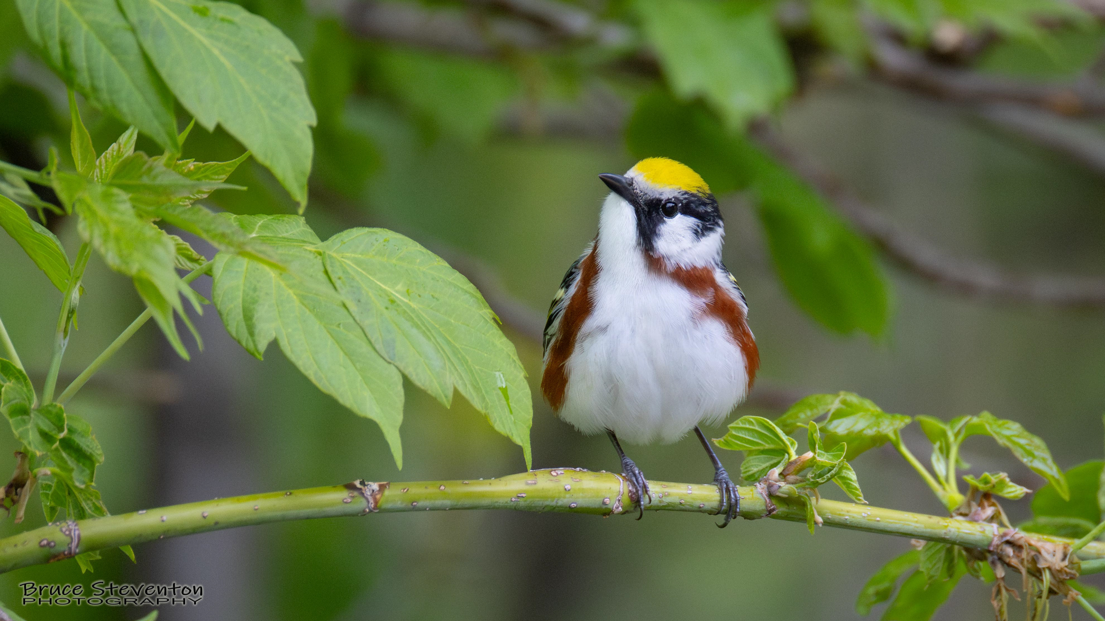 Chestnut-sided Warbler