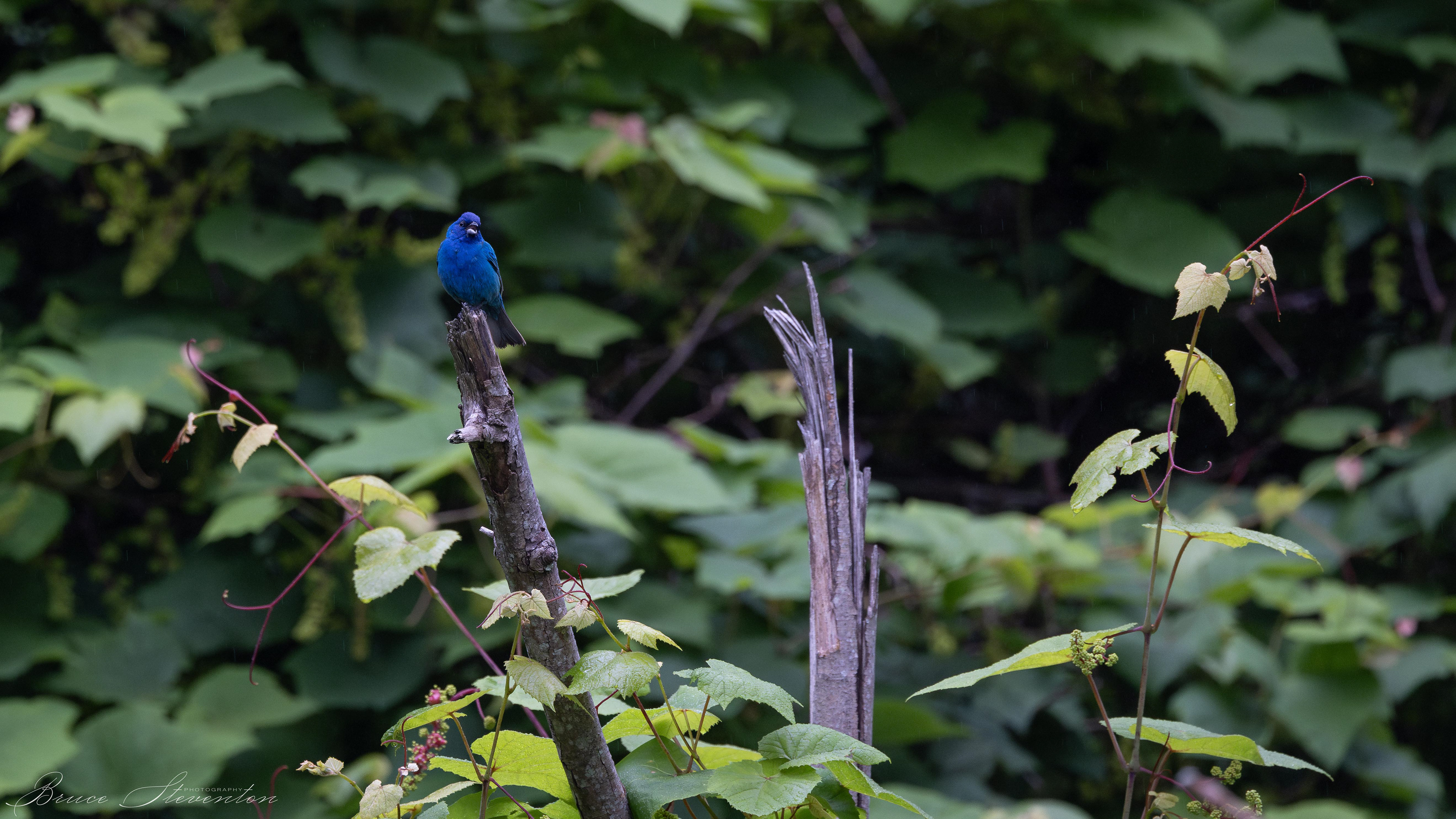 Indigo Bunting - Blue Ridge Parkway