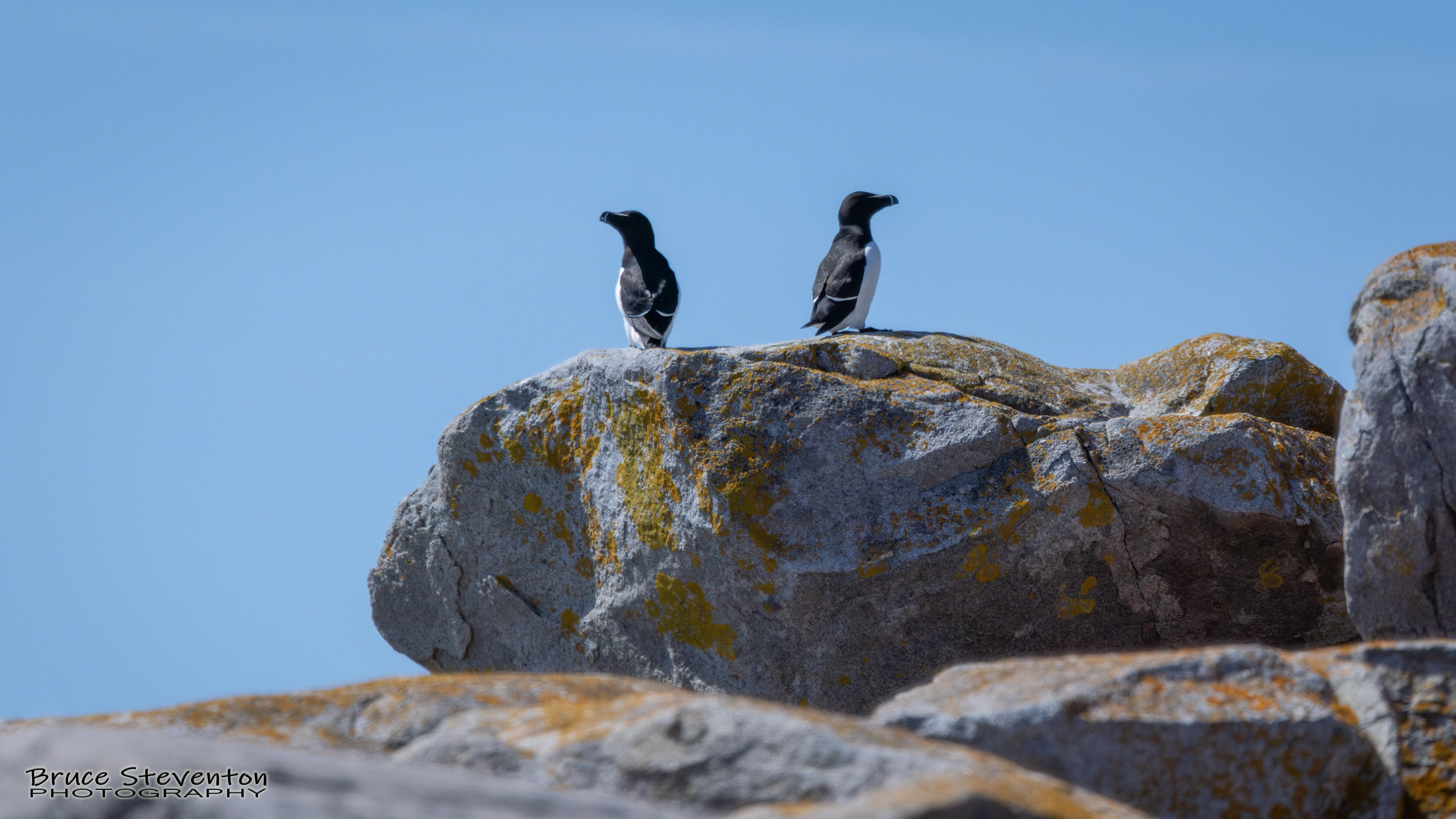 Razorbill