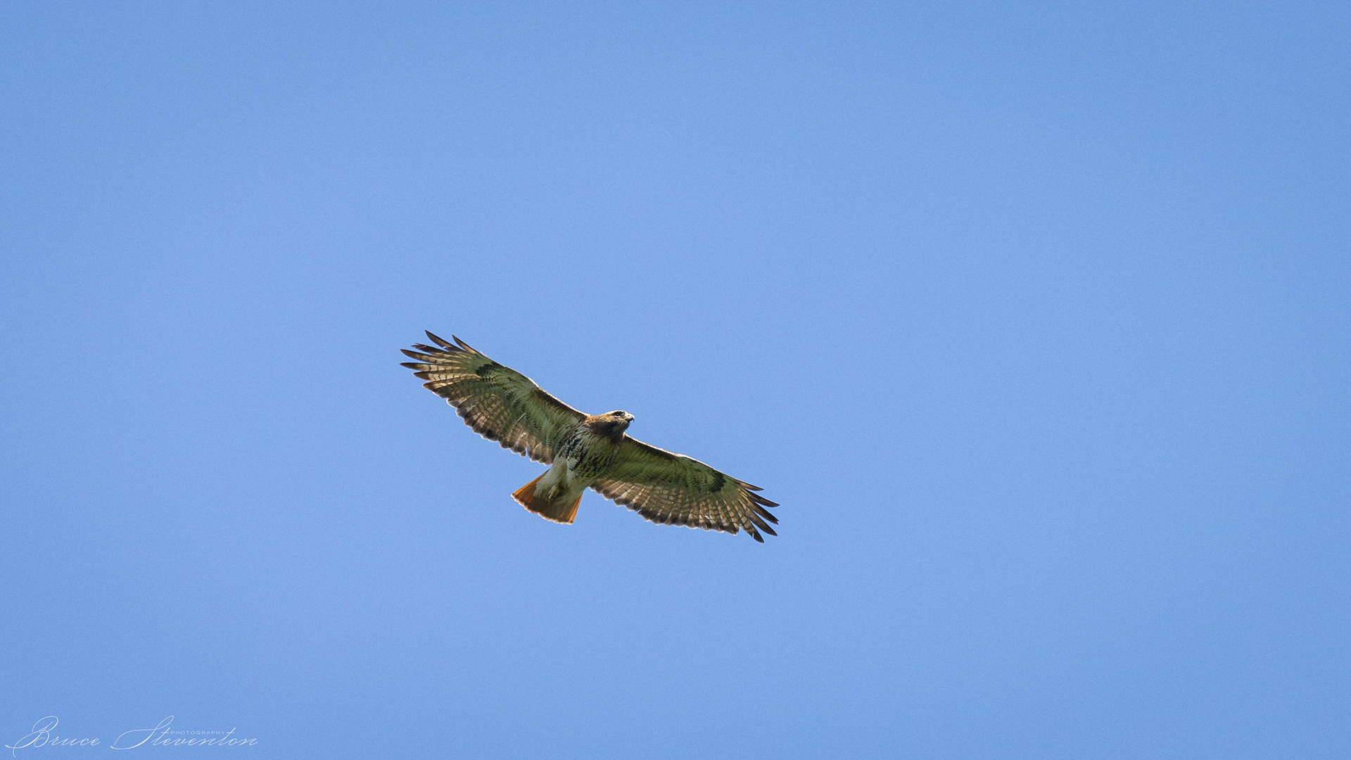 Red-tailed Hawk - Blue Ridge Parkway